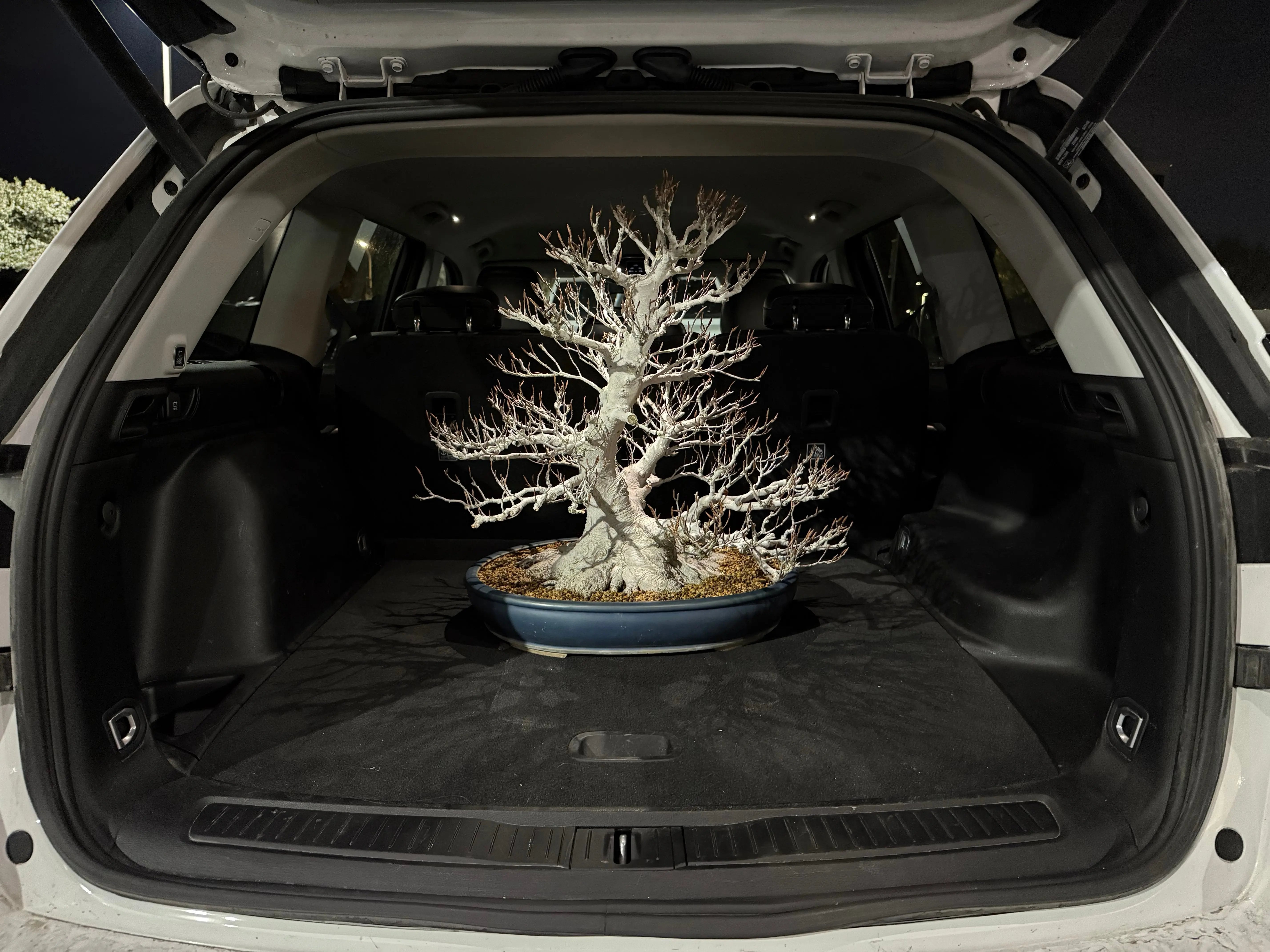 Fagus crenata Canada Bonsai
