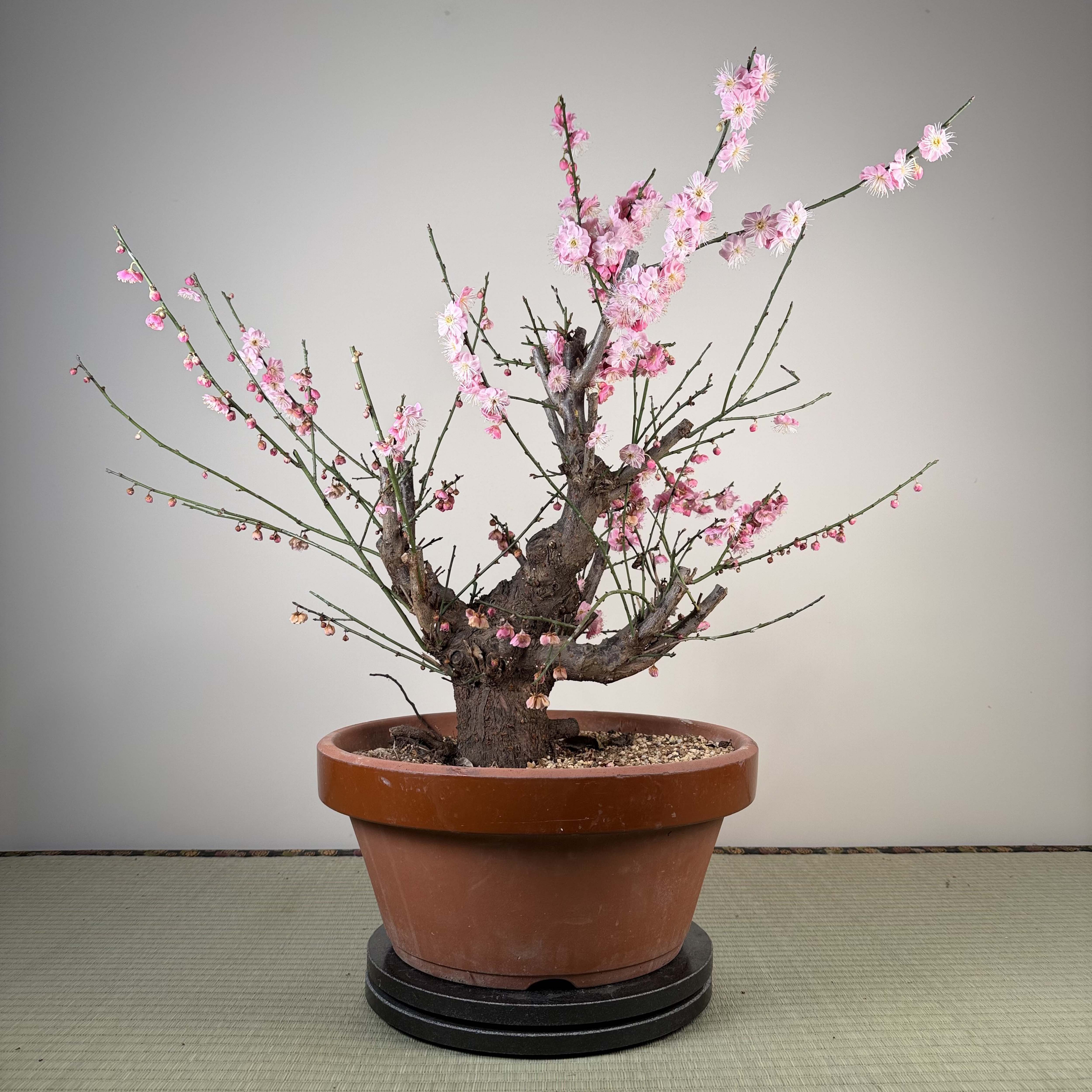 Glycine floribunda