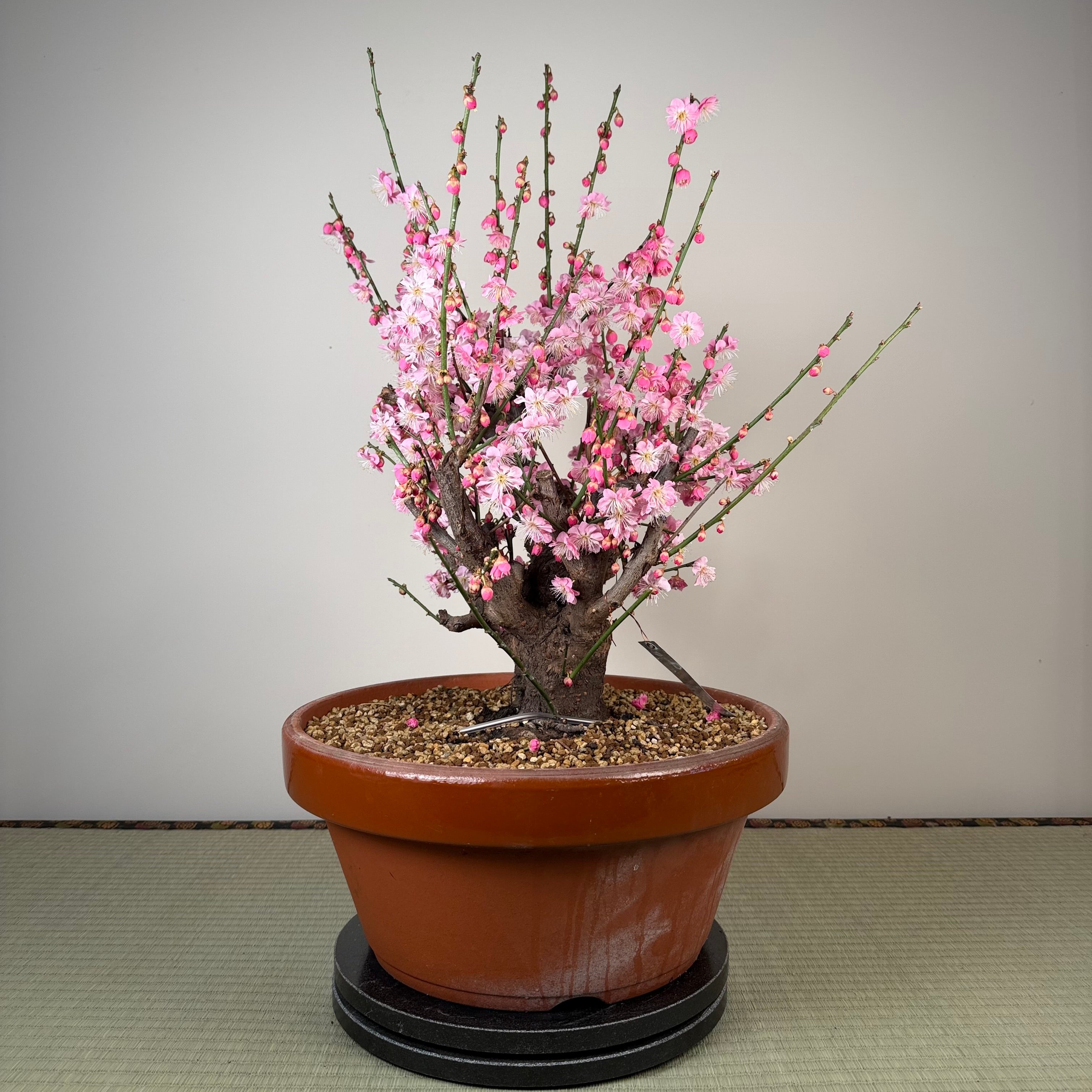 Glycine floribunda