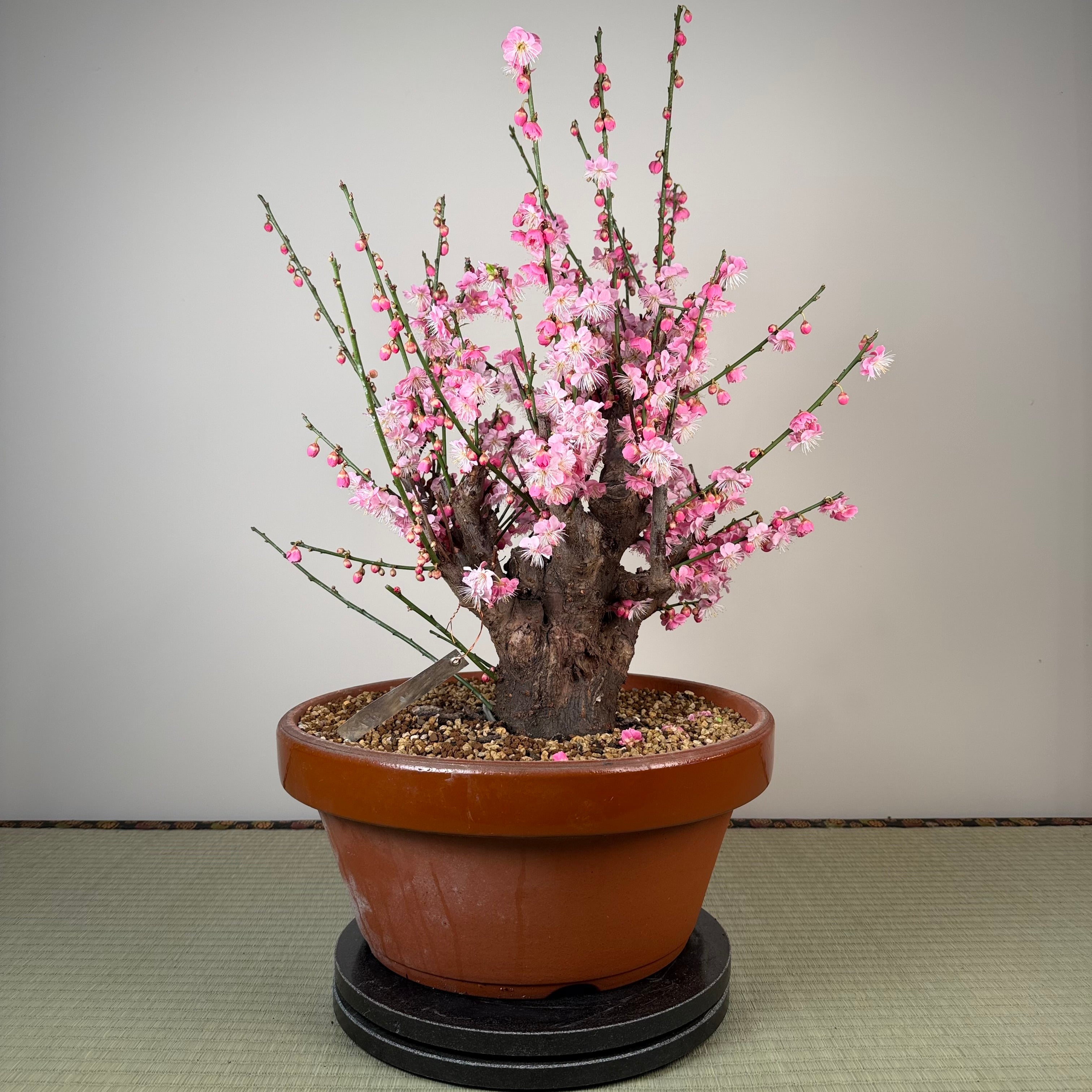 Glycine floribunda