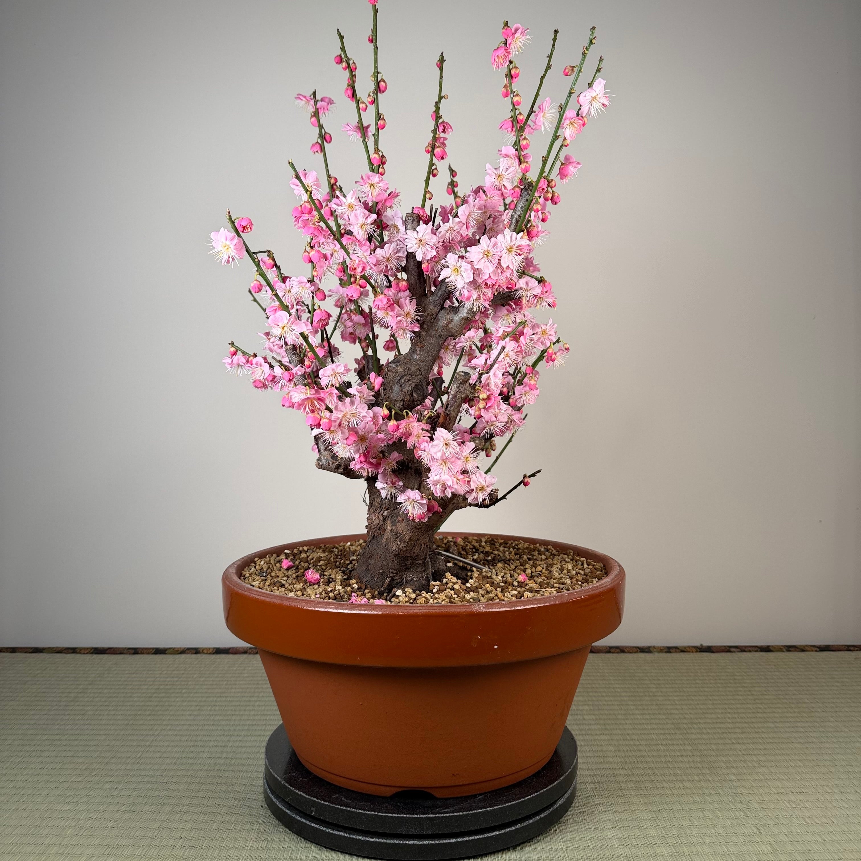 Glycine floribunda