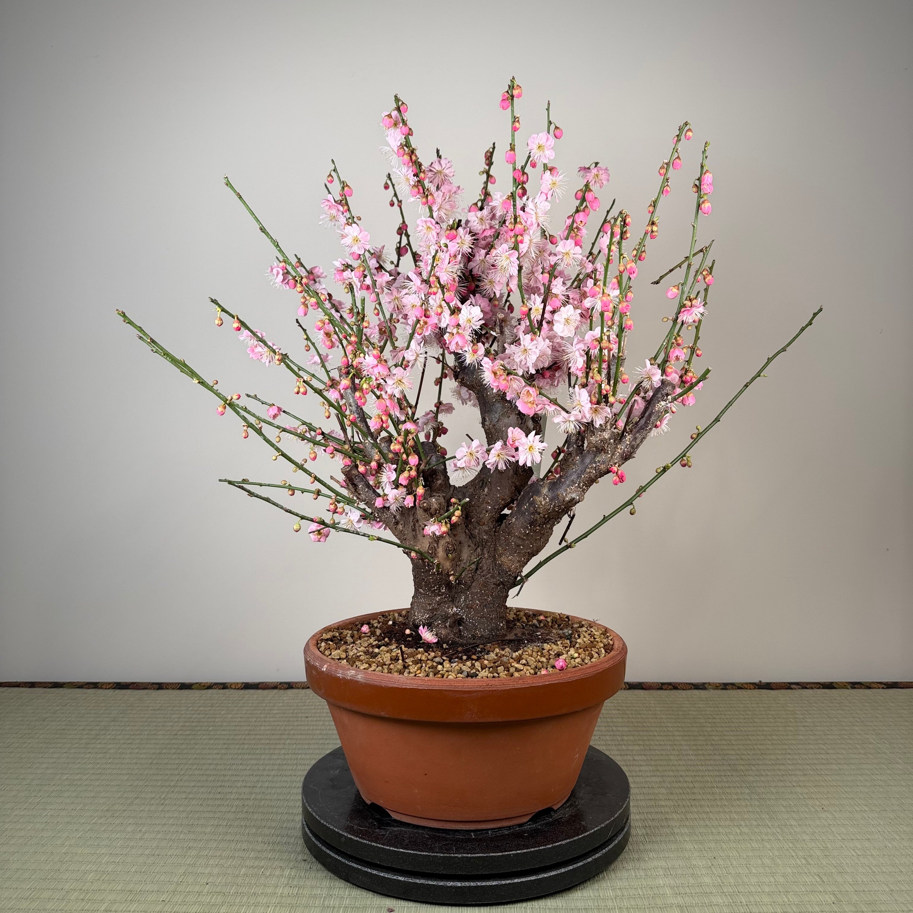 Glycine floribunda