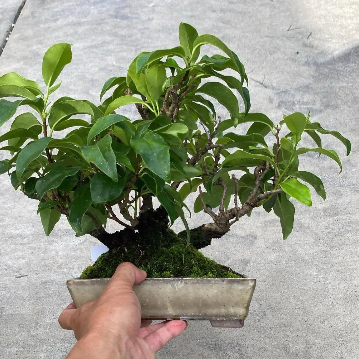 Kadsura japonica Canada Bonsai