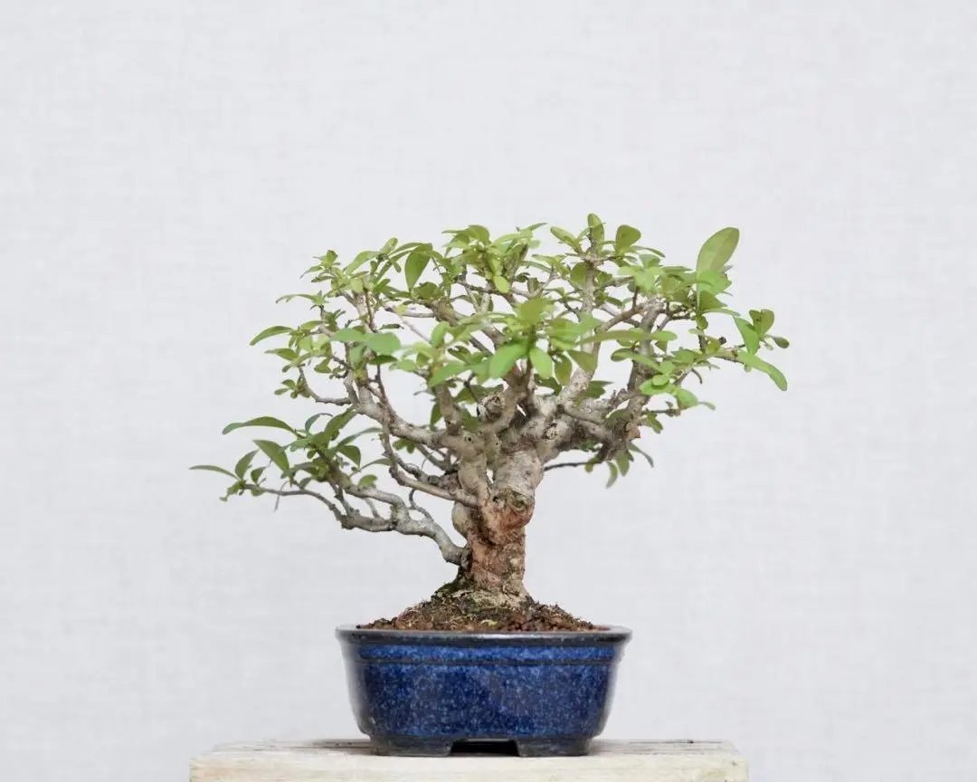 Ligustrum obtusifolium Canada Bonsai