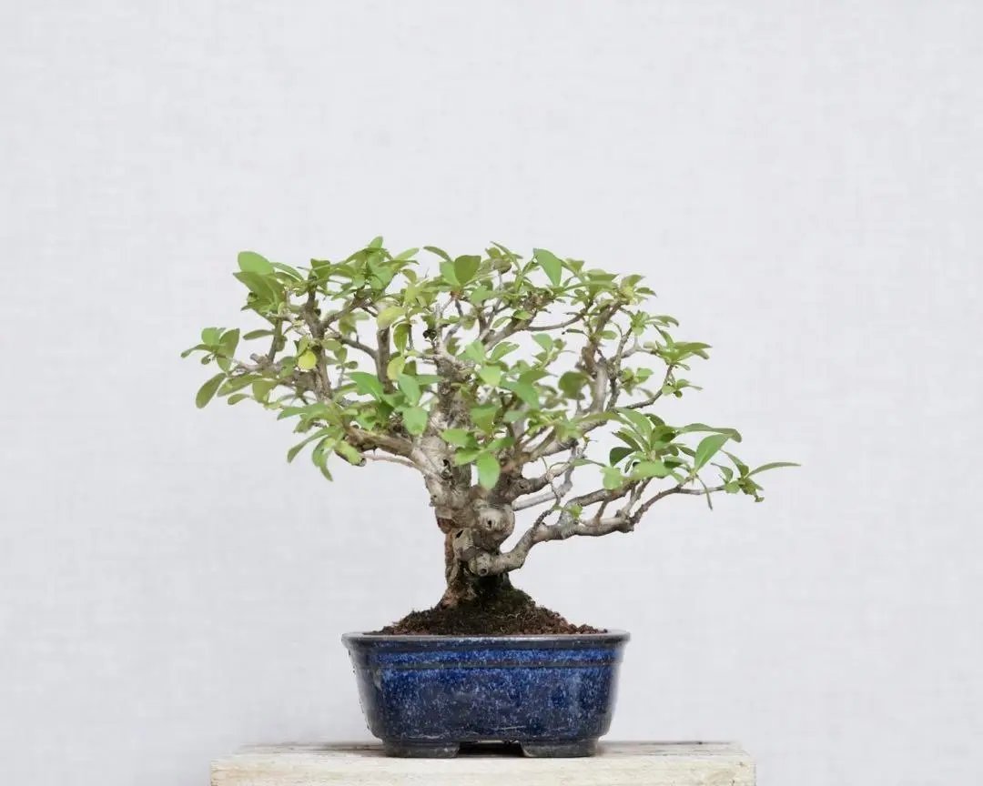 Ligustrum obtusifolium Canada Bonsai