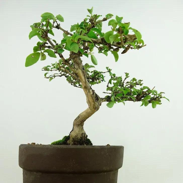 Lonicera gracilipes Canada Bonsai