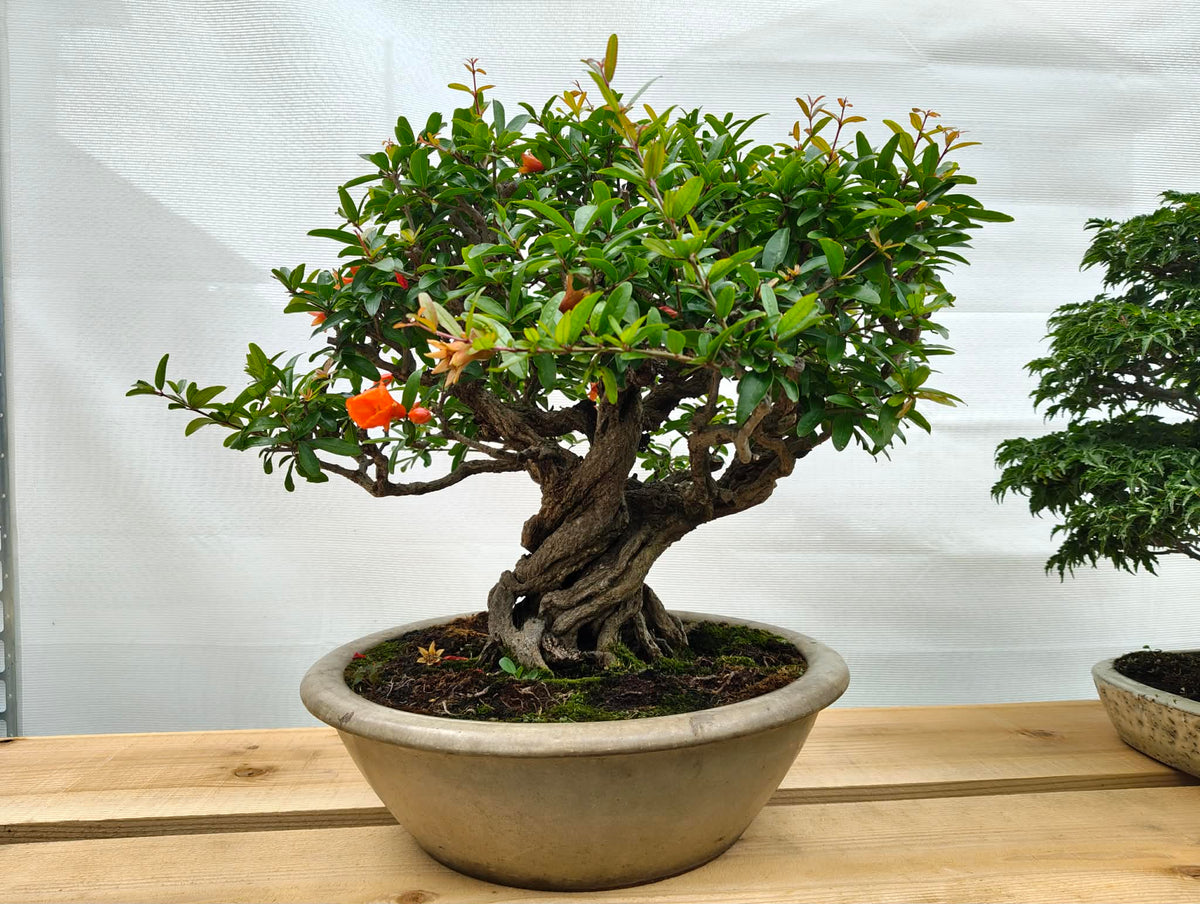 Punica (cultivar inhabituel)
