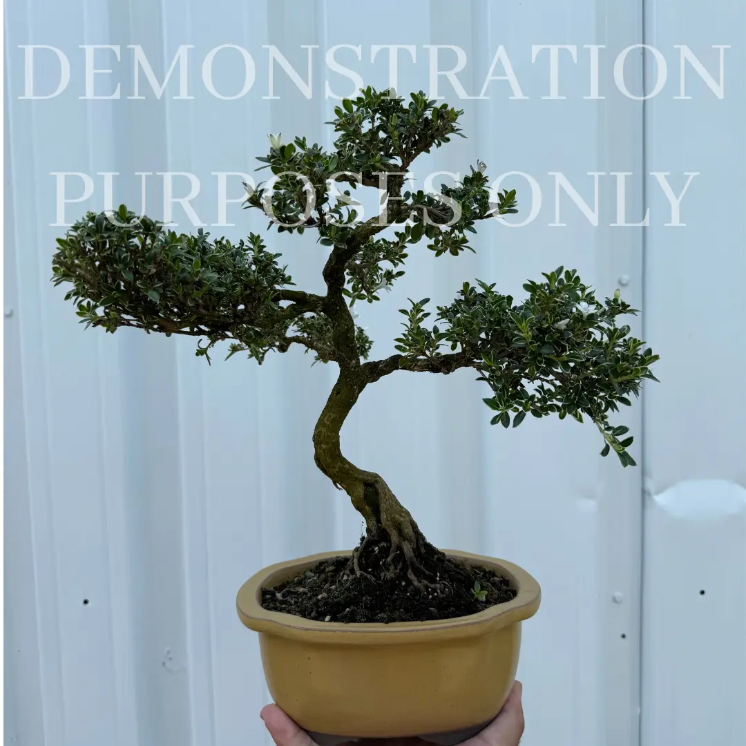 SNOW ROSE Canada Bonsai