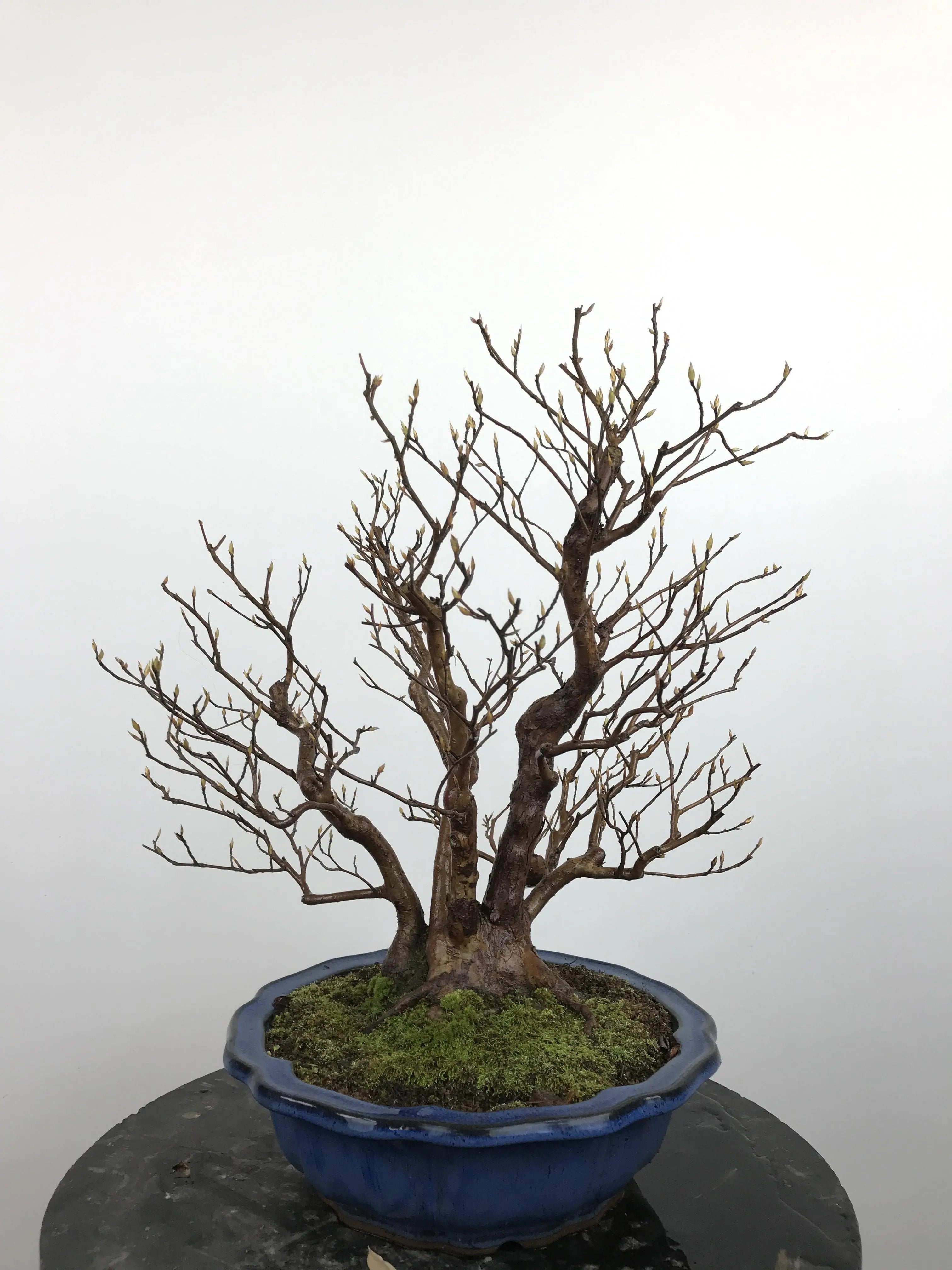 Stewartia monadelpha Canada Bonsai