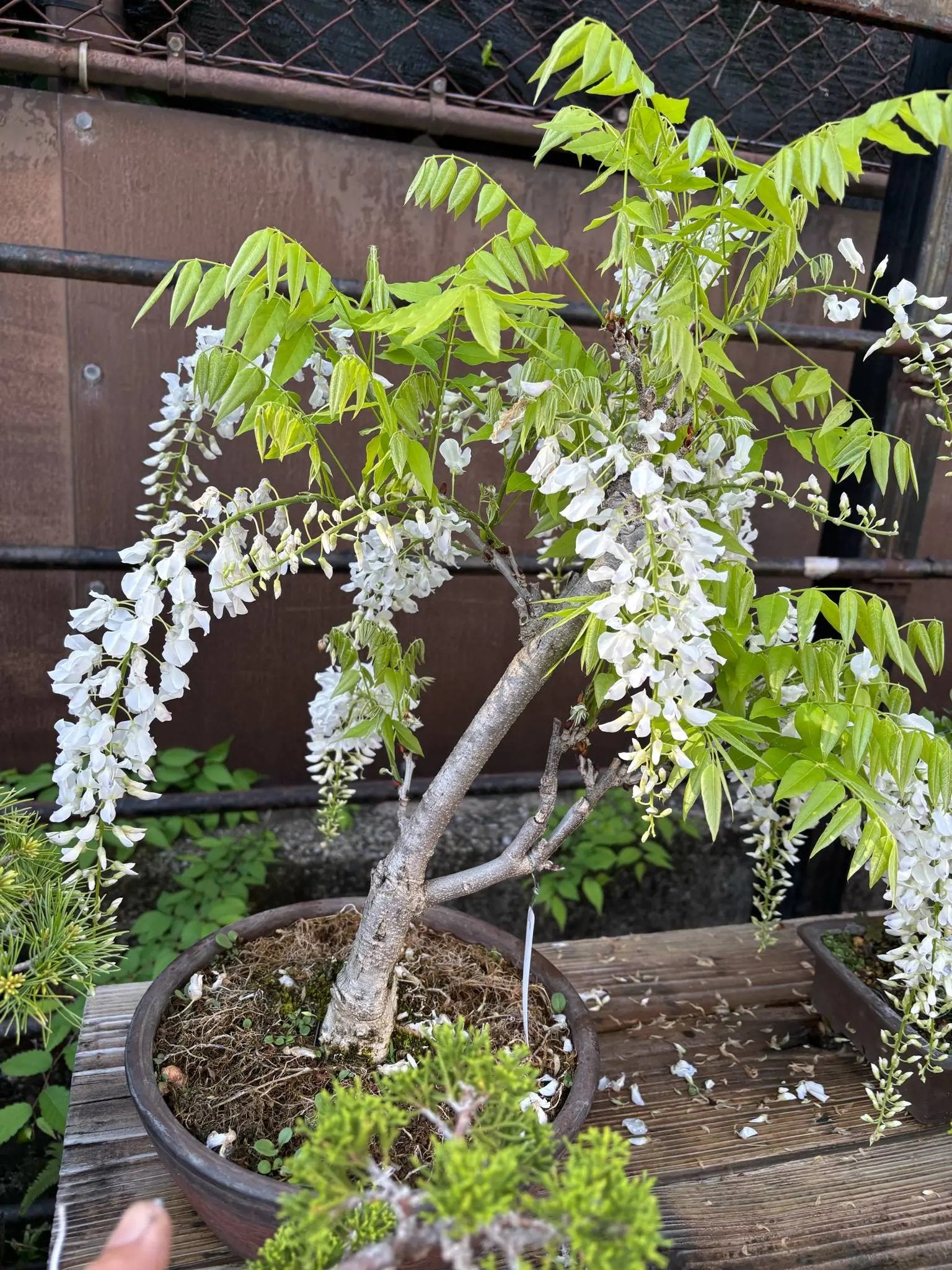 Wisteria floribunda Canada Bonsai