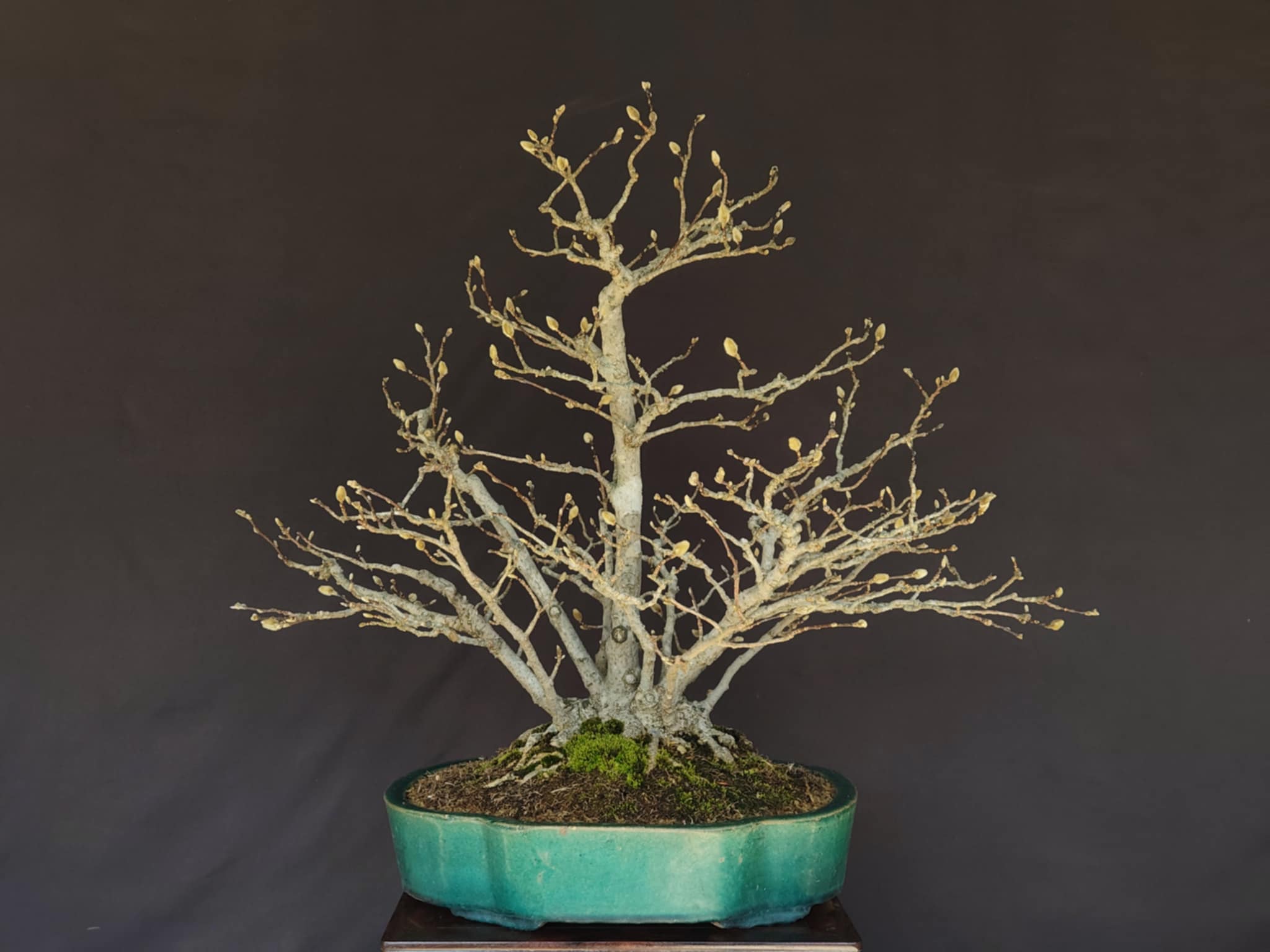 Magnolia kobus