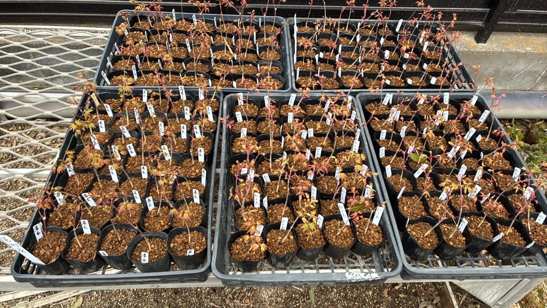 Acer palmatum 'Seigen' (2026) Canada Bonsai