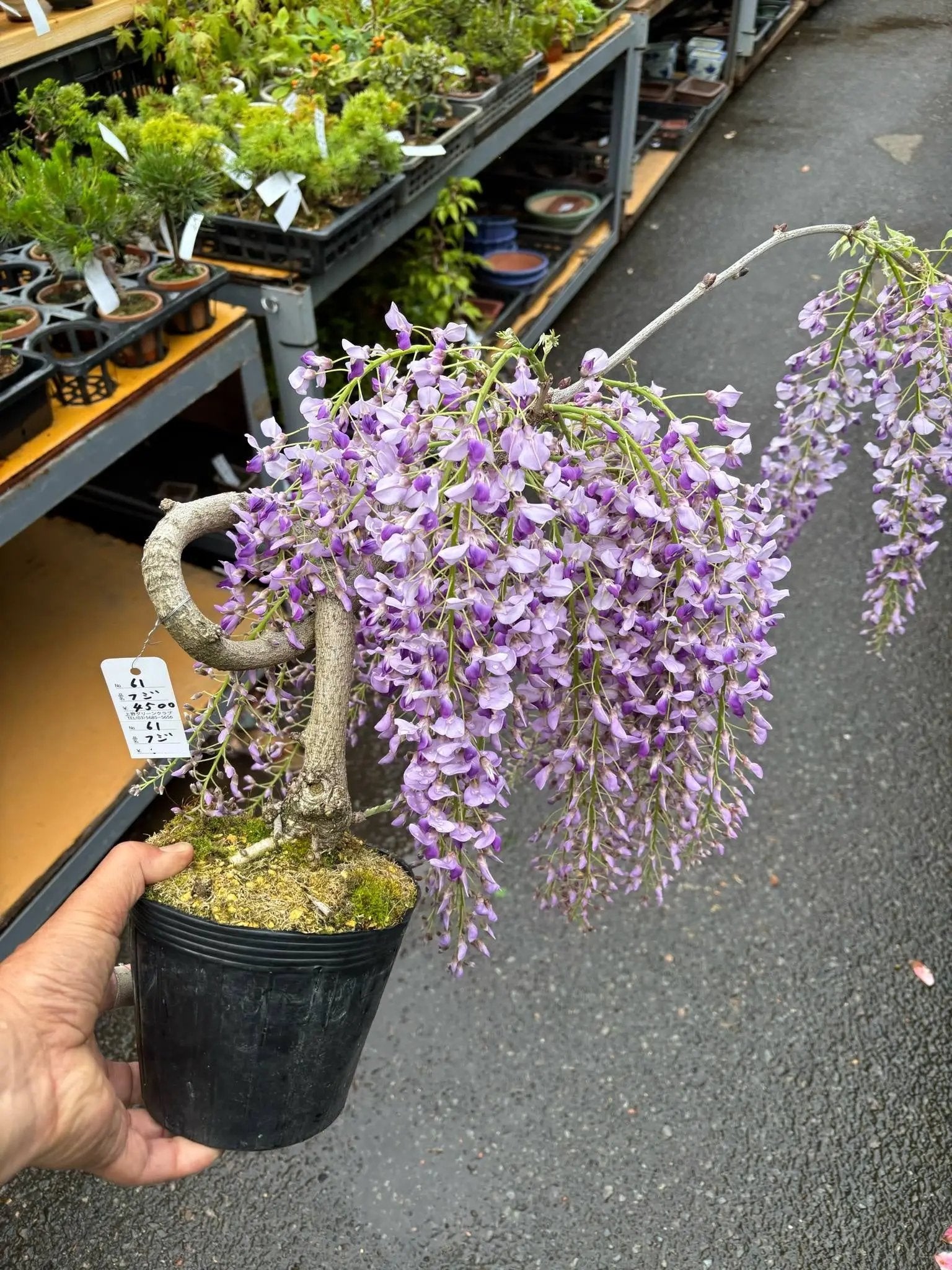 Wisteria floribunda Canada Bonsai