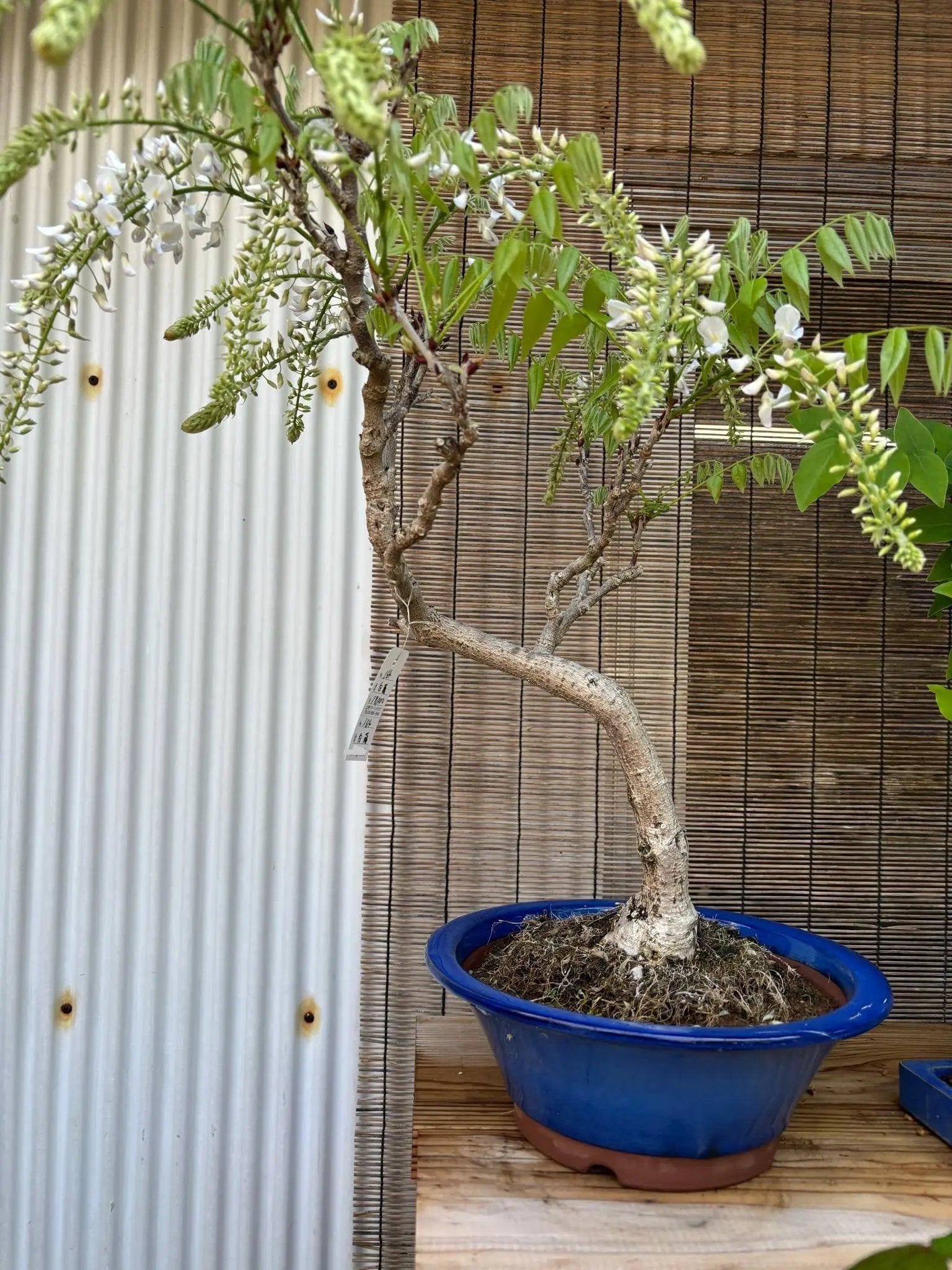 Wisteria floribunda Canada Bonsai