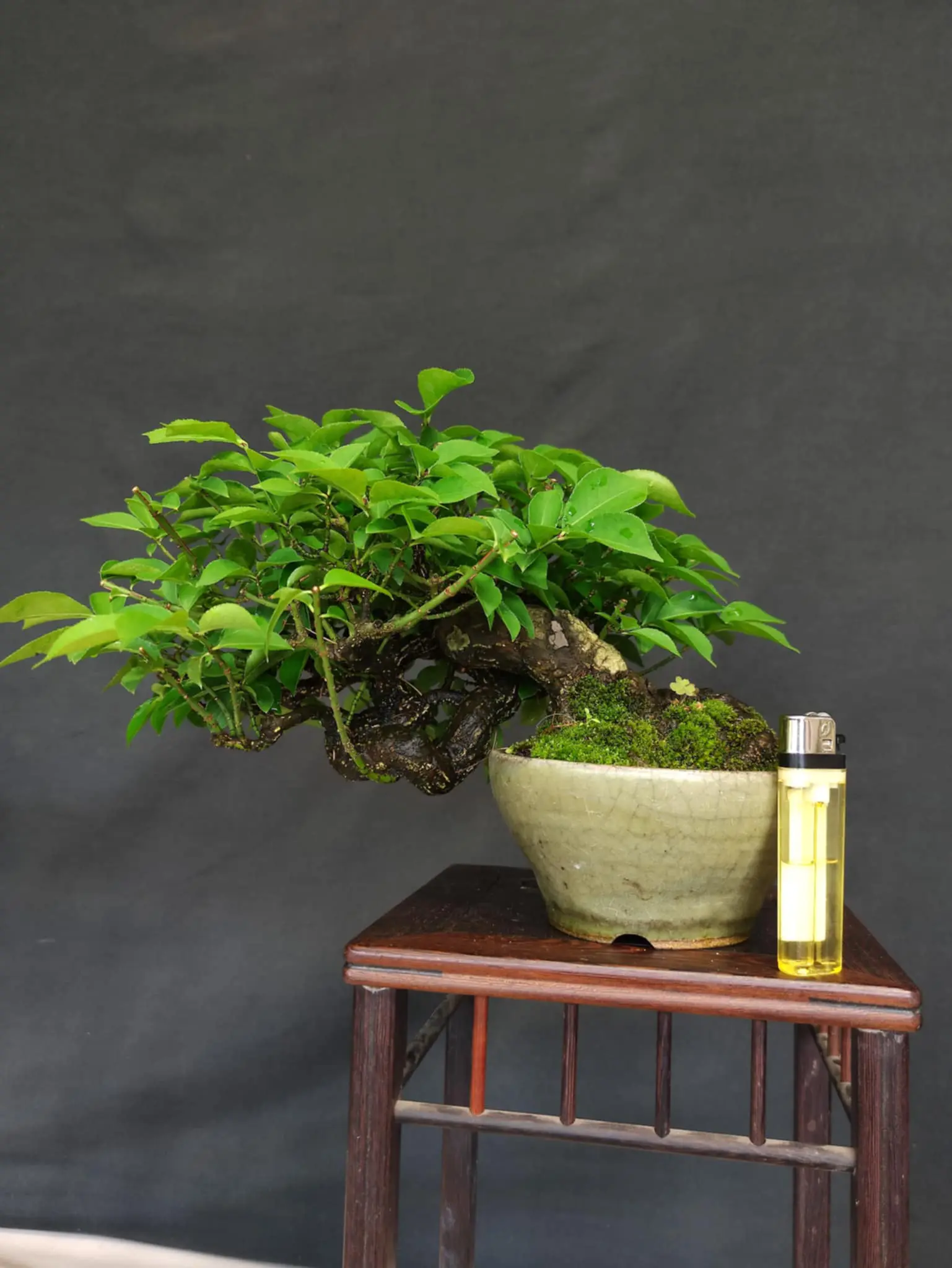 Euonymus Canada Bonsai