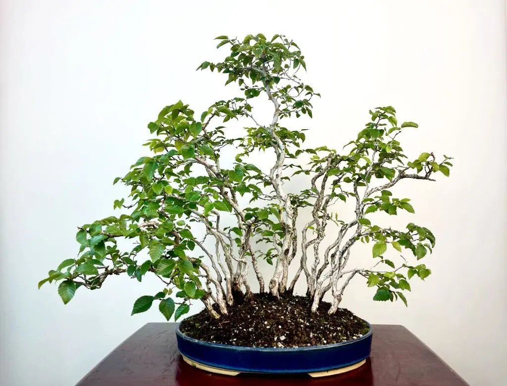 Carpinus turczaninowii Canada Bonsai