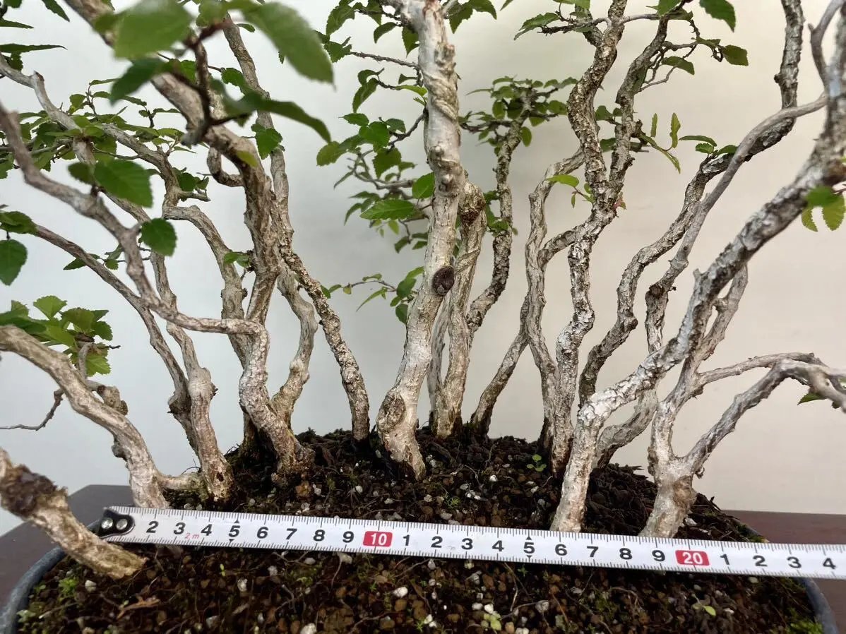 Carpinus turczaninowii Canada Bonsai