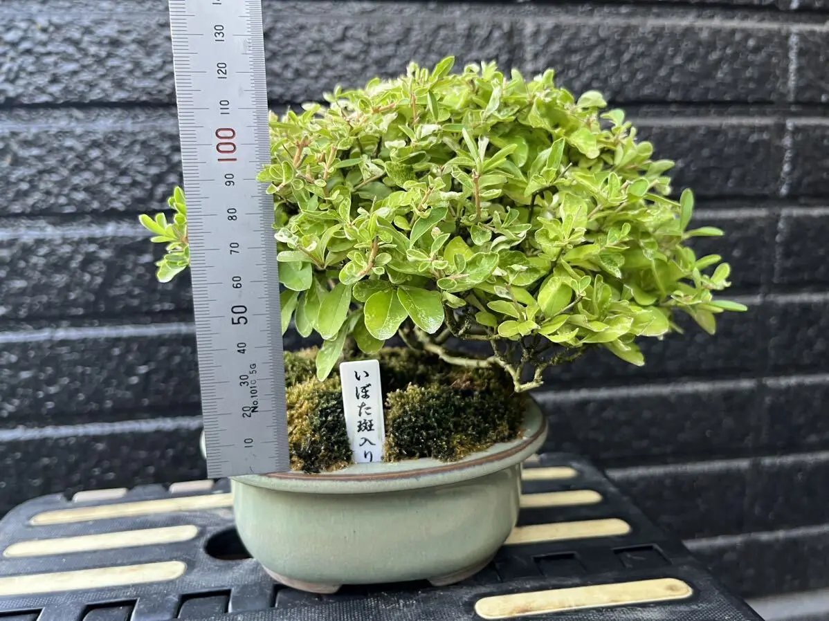 Ligustrum obtusifolium Canada Bonsai