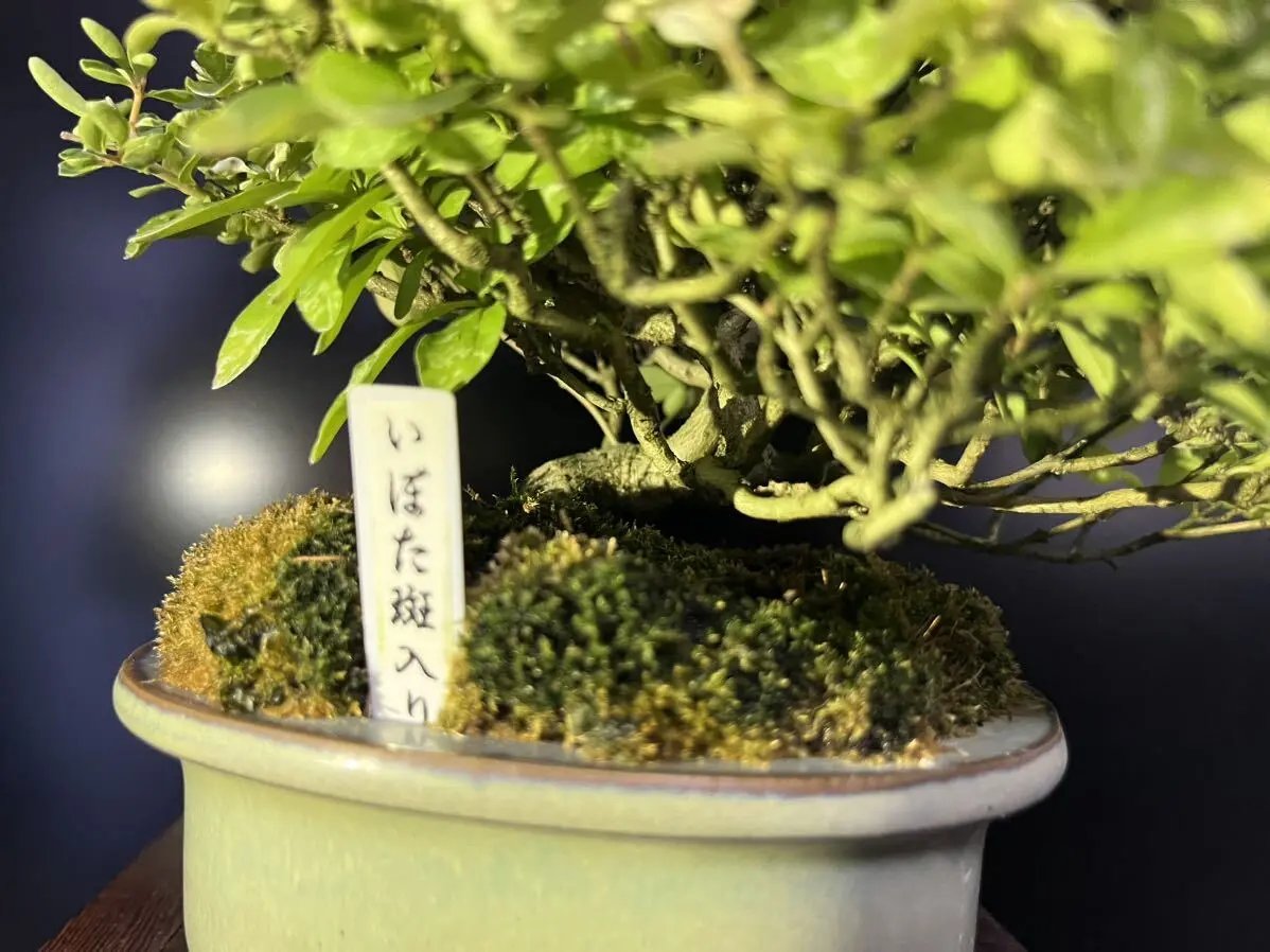 Ligustrum obtusifolium Canada Bonsai