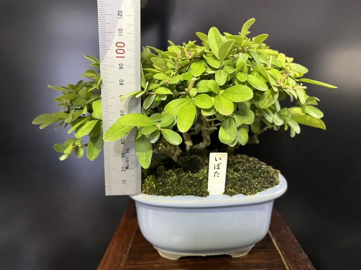 Ligustrum obtusifolium Canada Bonsai