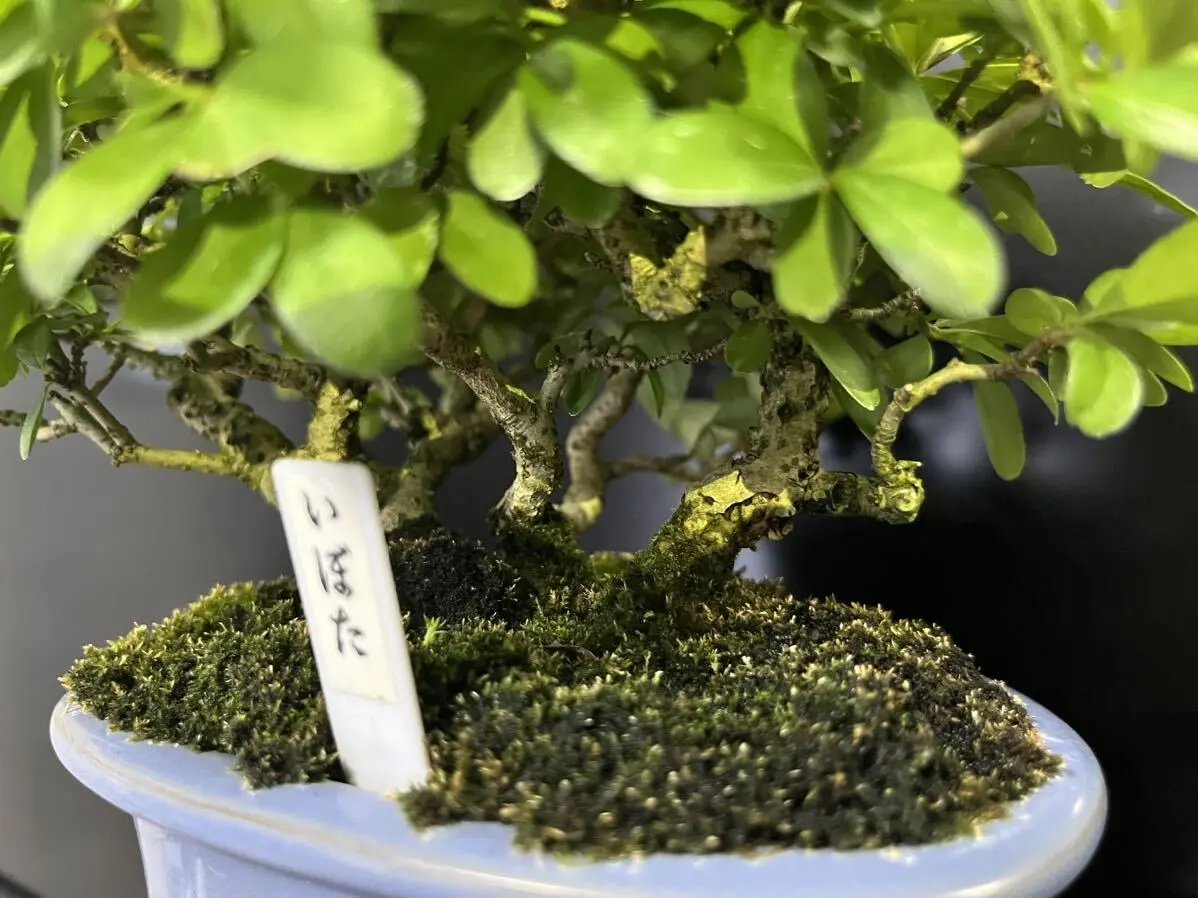 Ligustrum obtusifolium Canada Bonsai
