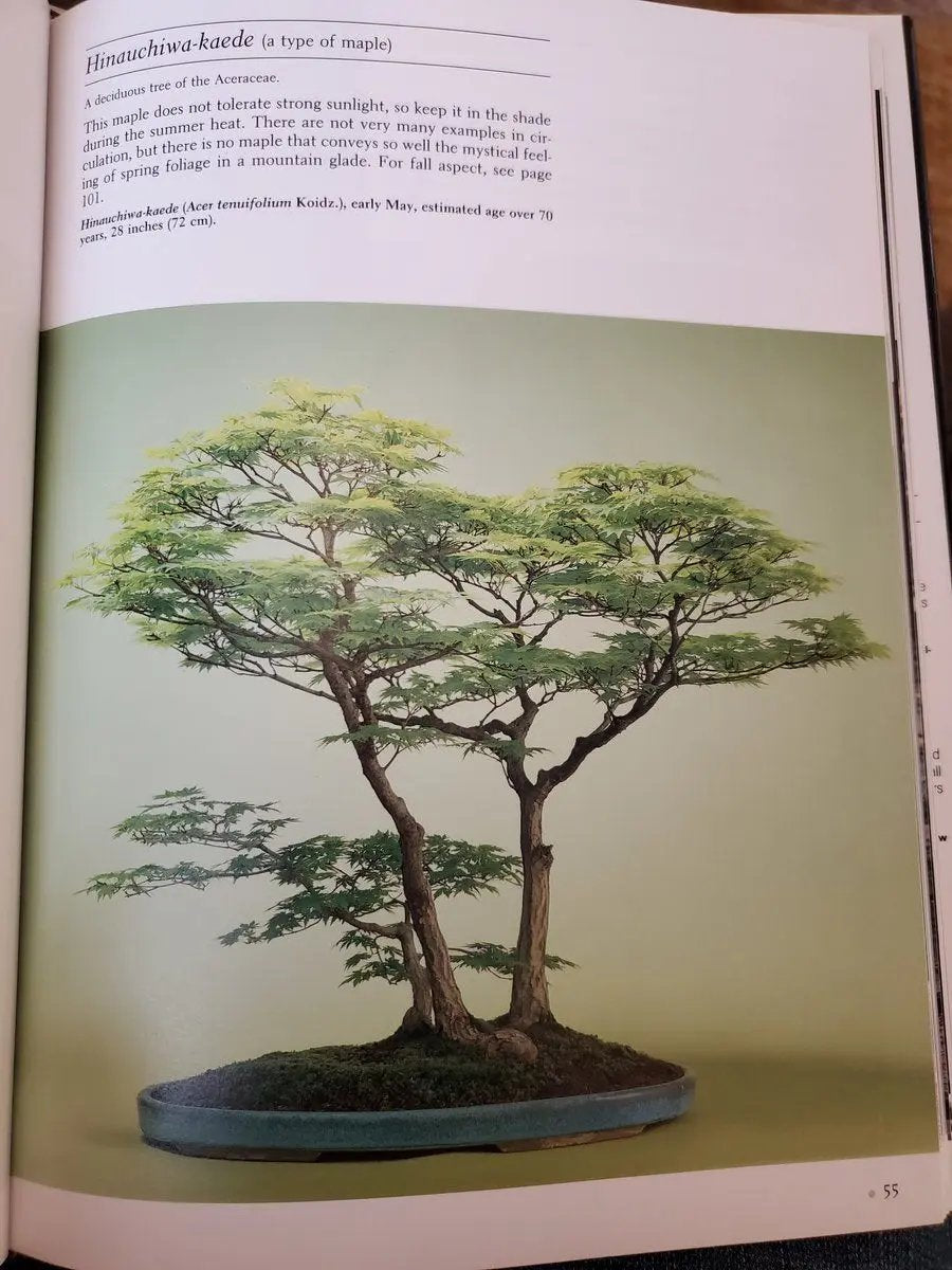 Maple 'Kohauchiwa' Canada Bonsai