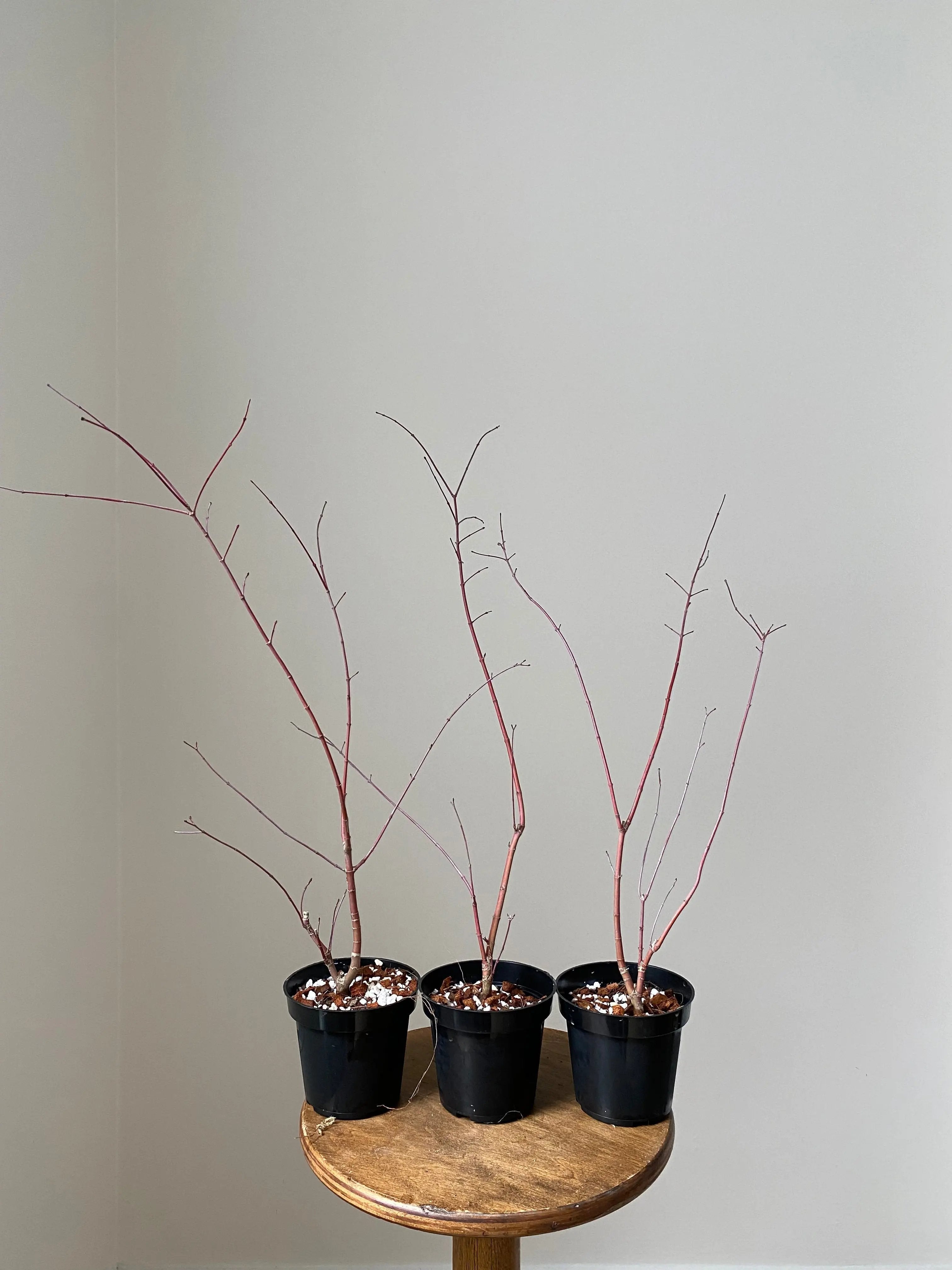 Deshojo (25 units) Canada Bonsai