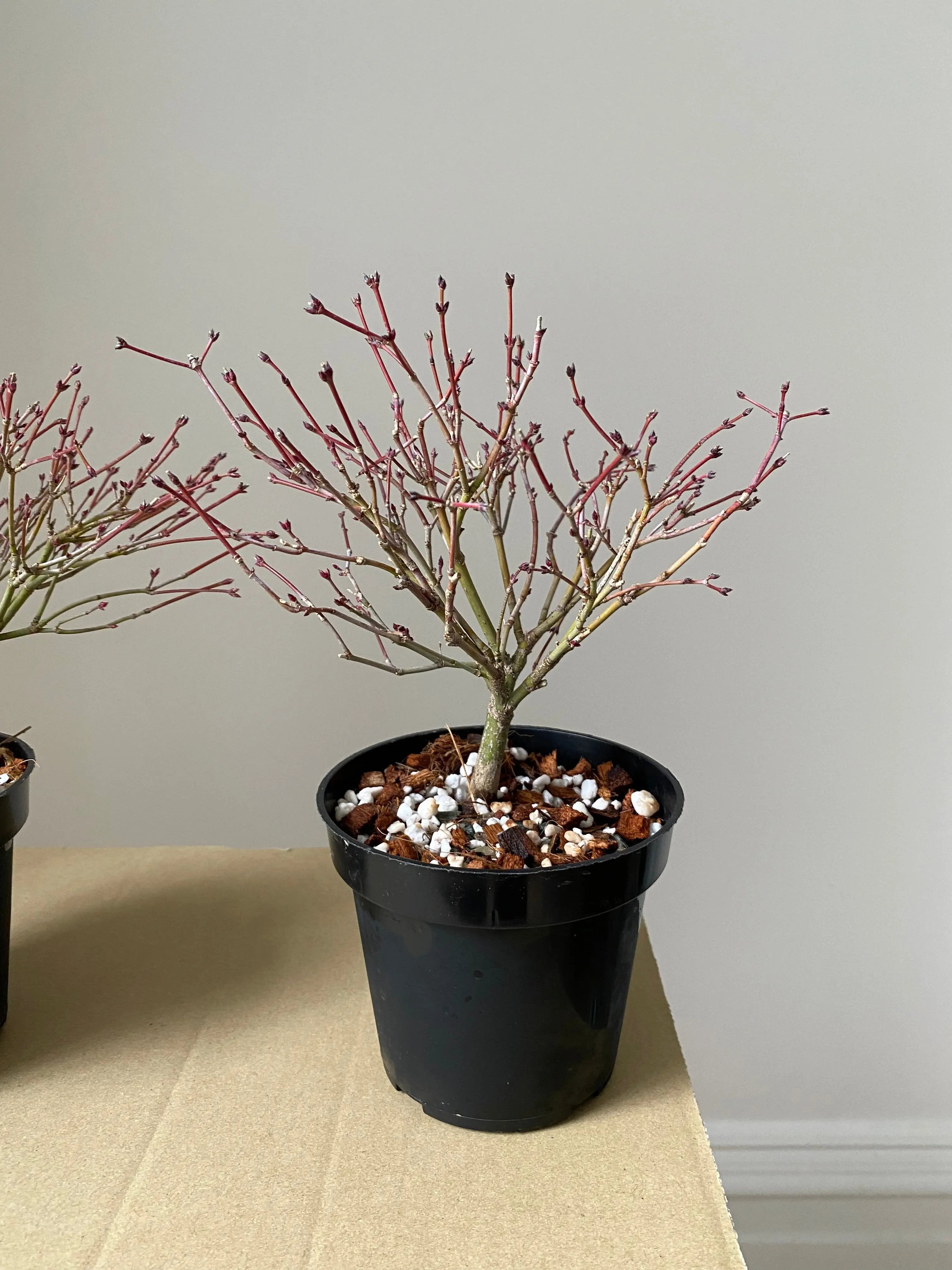 Japanese Maple 'Kiyo Hime' Canada Bonsai