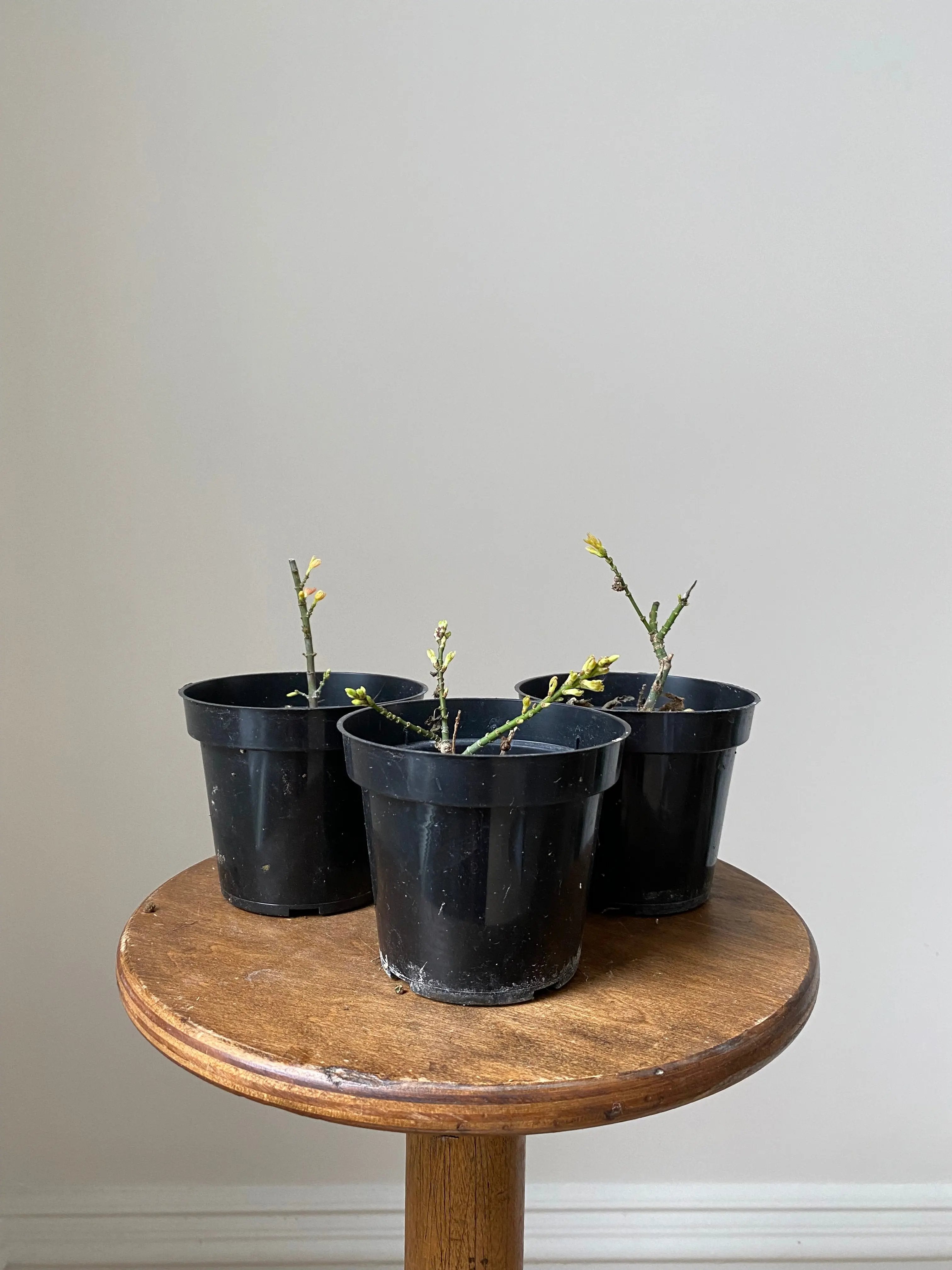Japanese Maple 'Koto Hime' Canada Bonsai