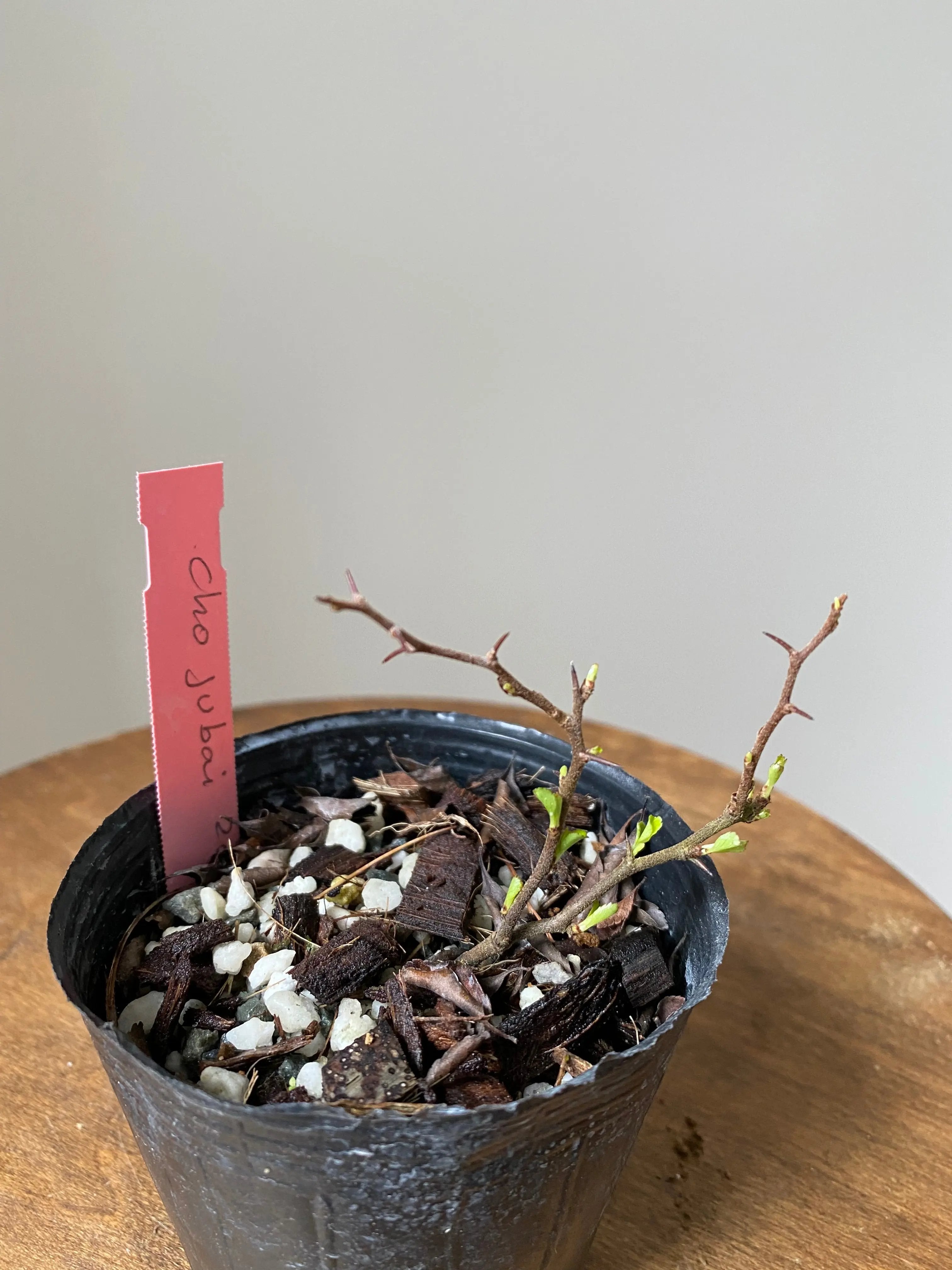 Japanese Quince var. Chojubai (red) Canada Bonsai