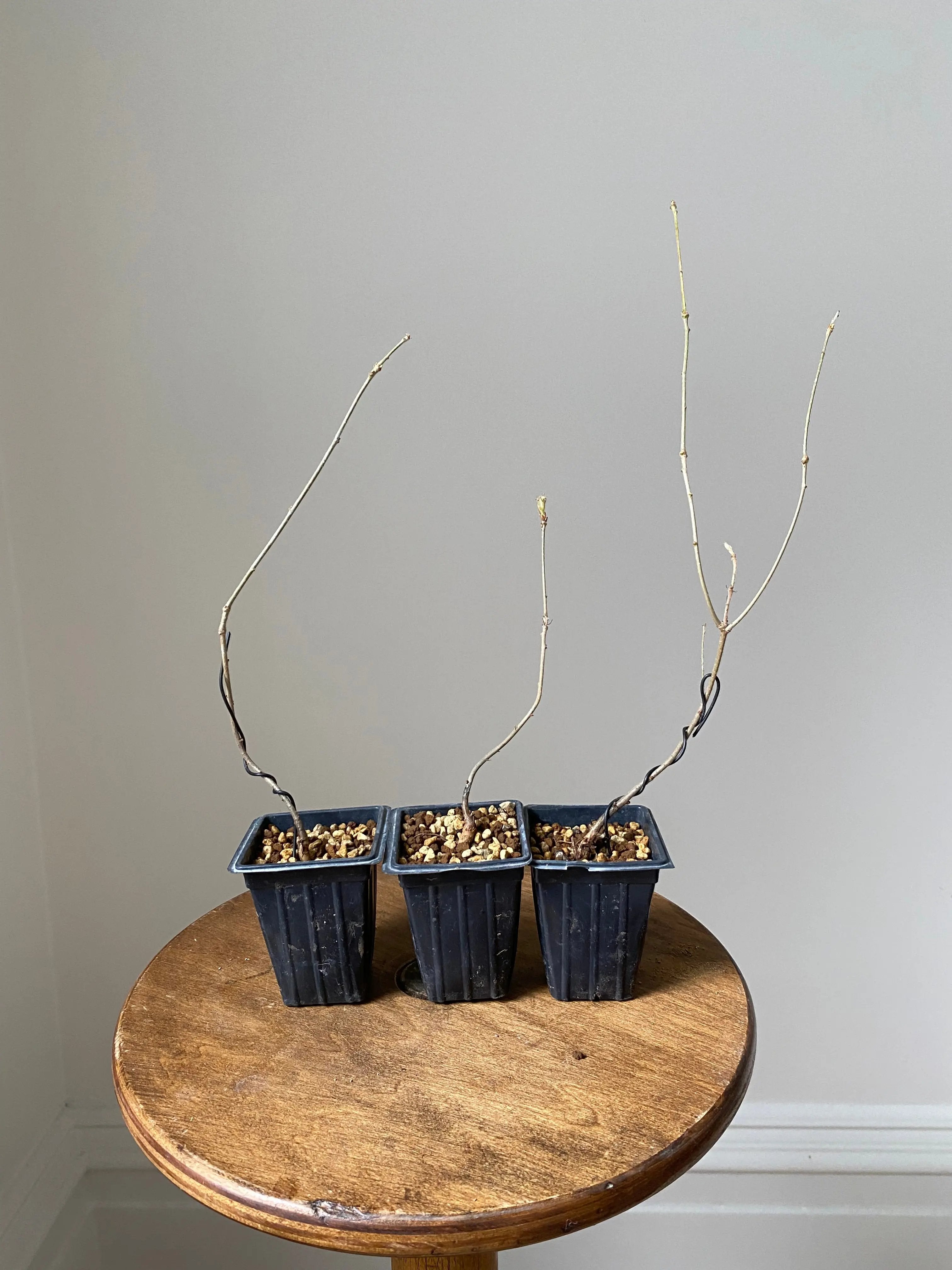 Konara Oak Canada Bonsai