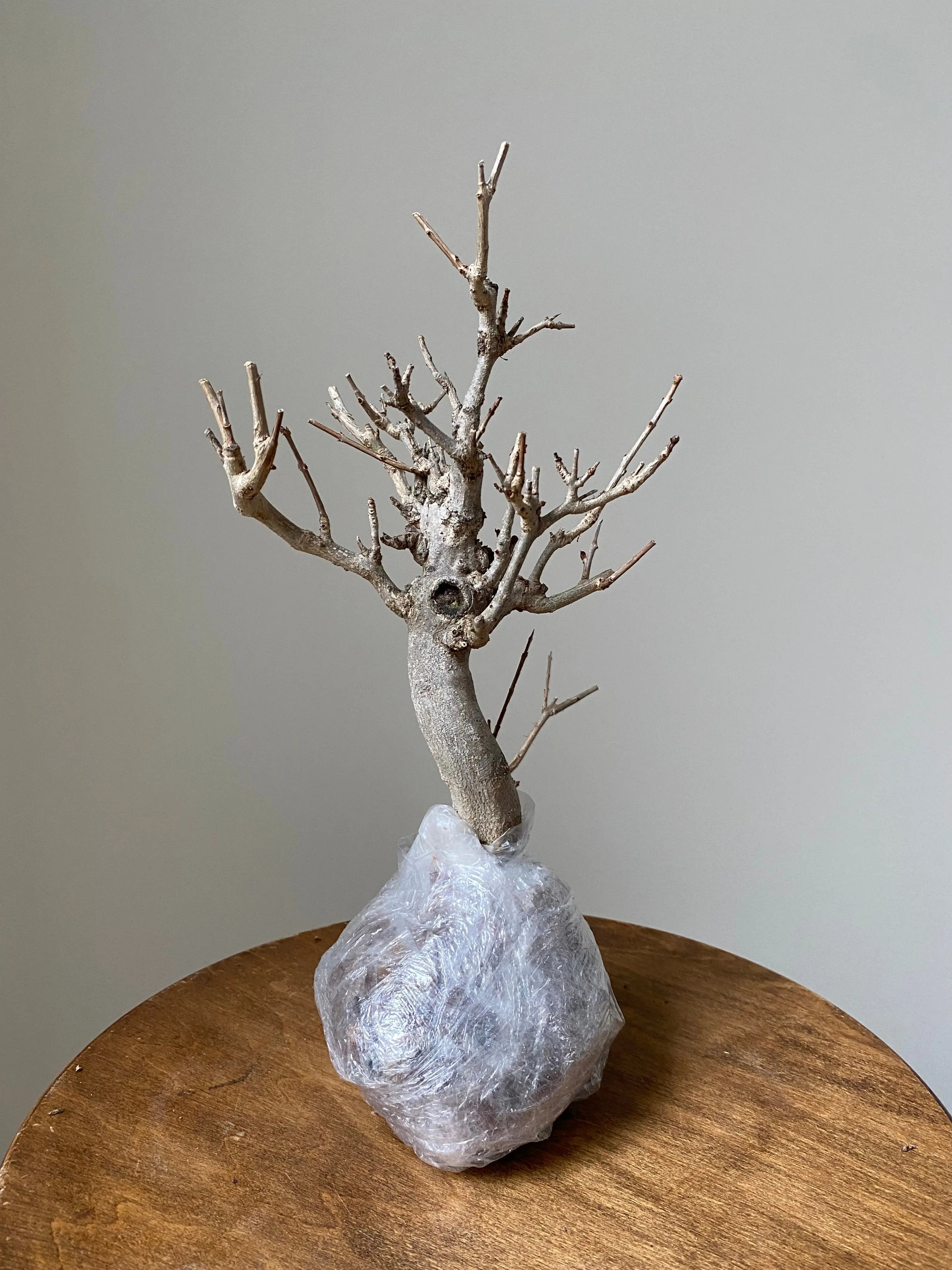 Pomegranate Neji-Kan Canada Bonsai