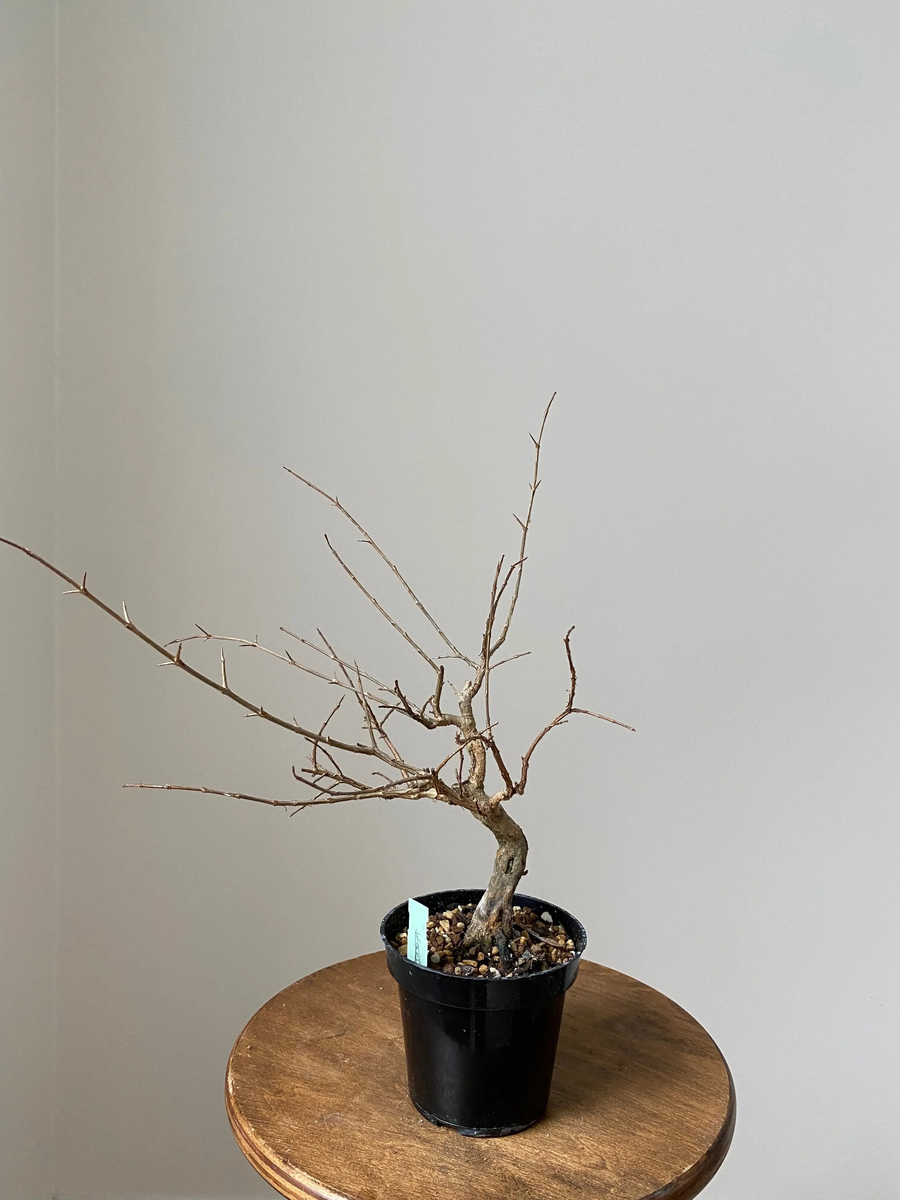 Pomegranate 'Neji-Kan' Canada Bonsai