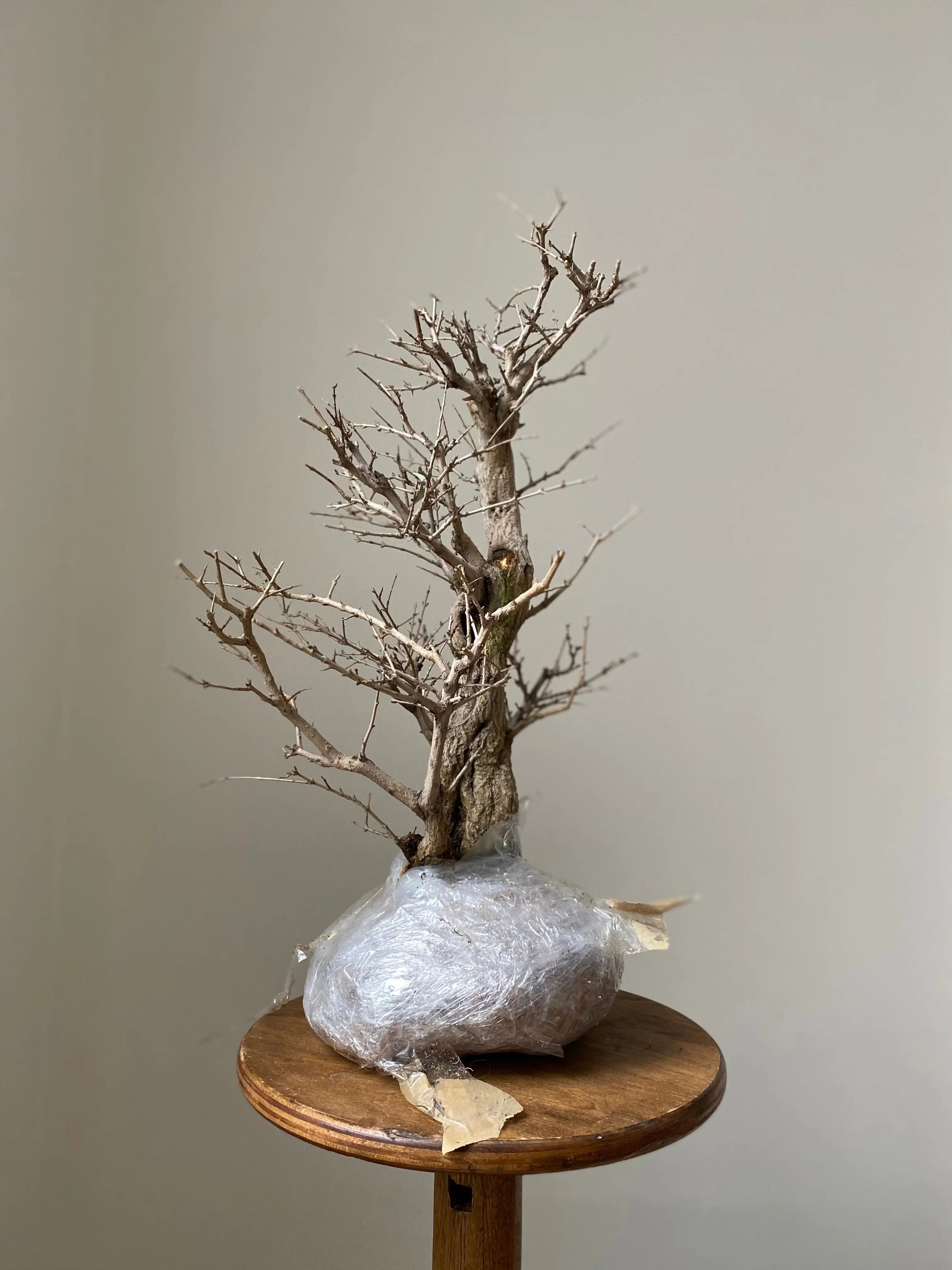 Pomegranate Neji-Kan Canada Bonsai