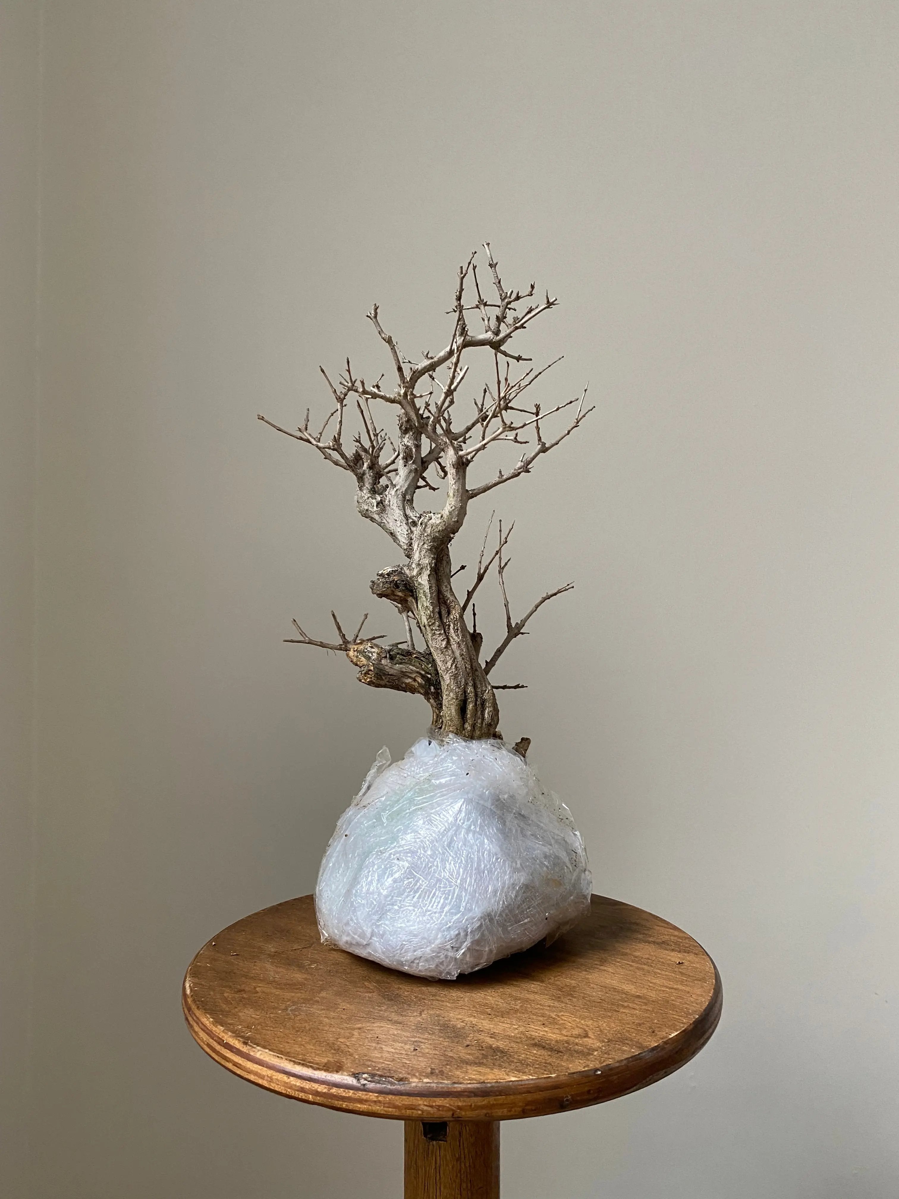 Pomegranate Neji-Kan Canada Bonsai