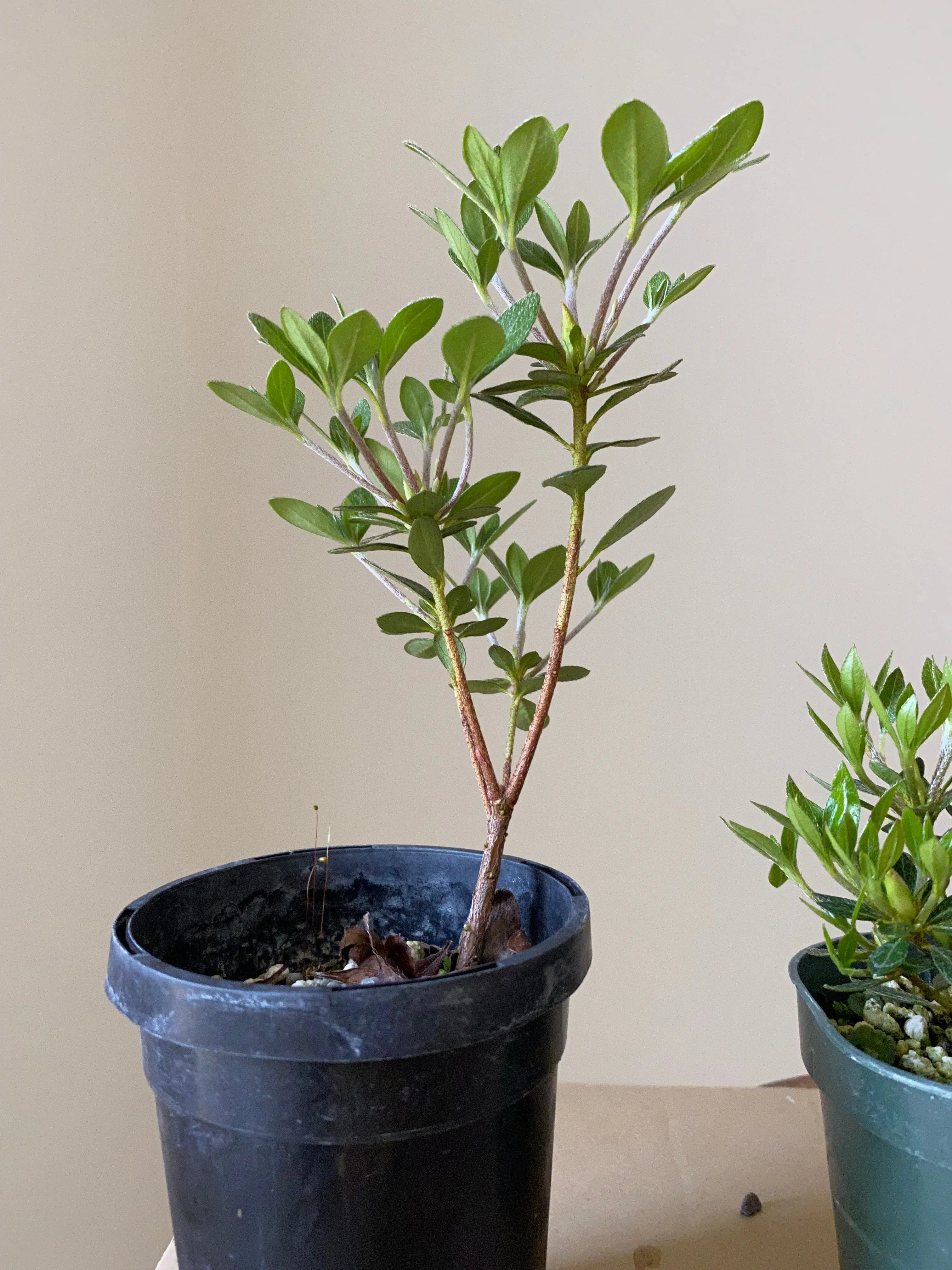 Satsuki Azalea Canada Bonsai