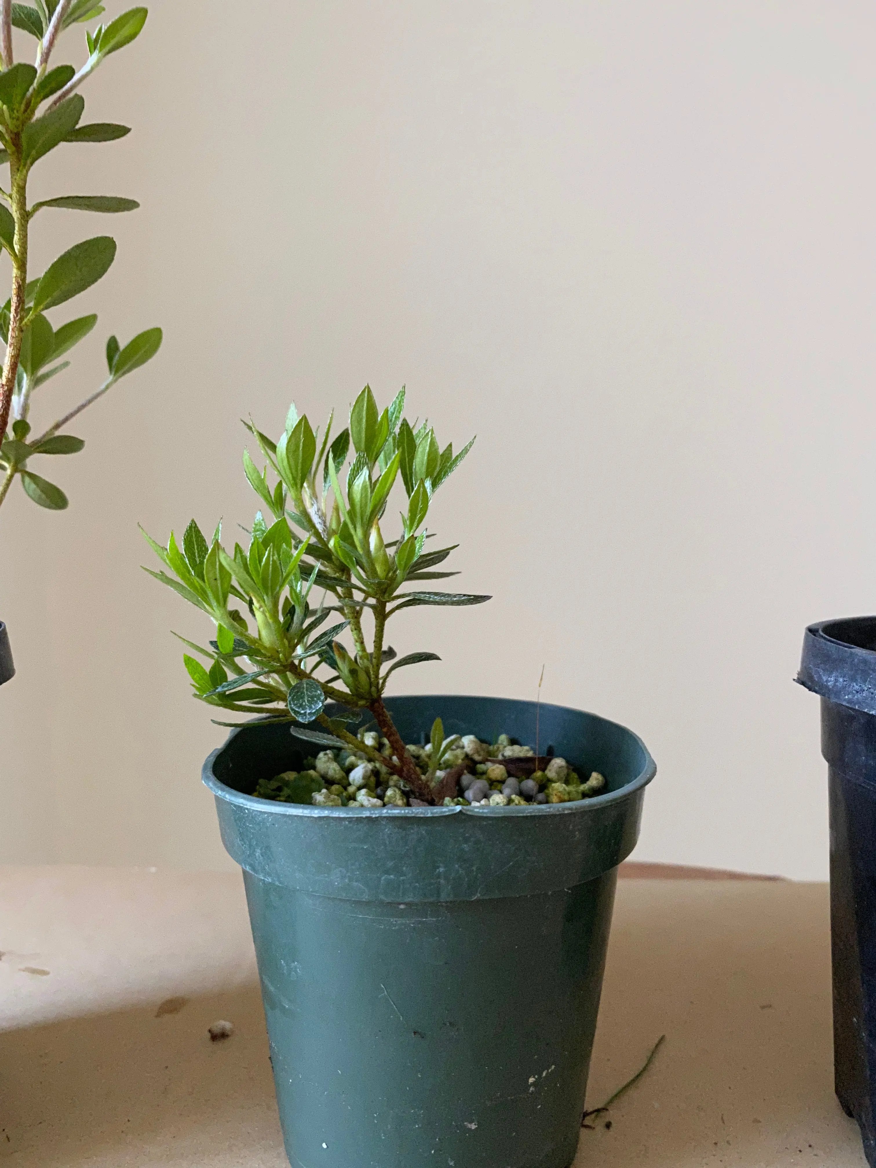 Satsuki Azalea Canada Bonsai