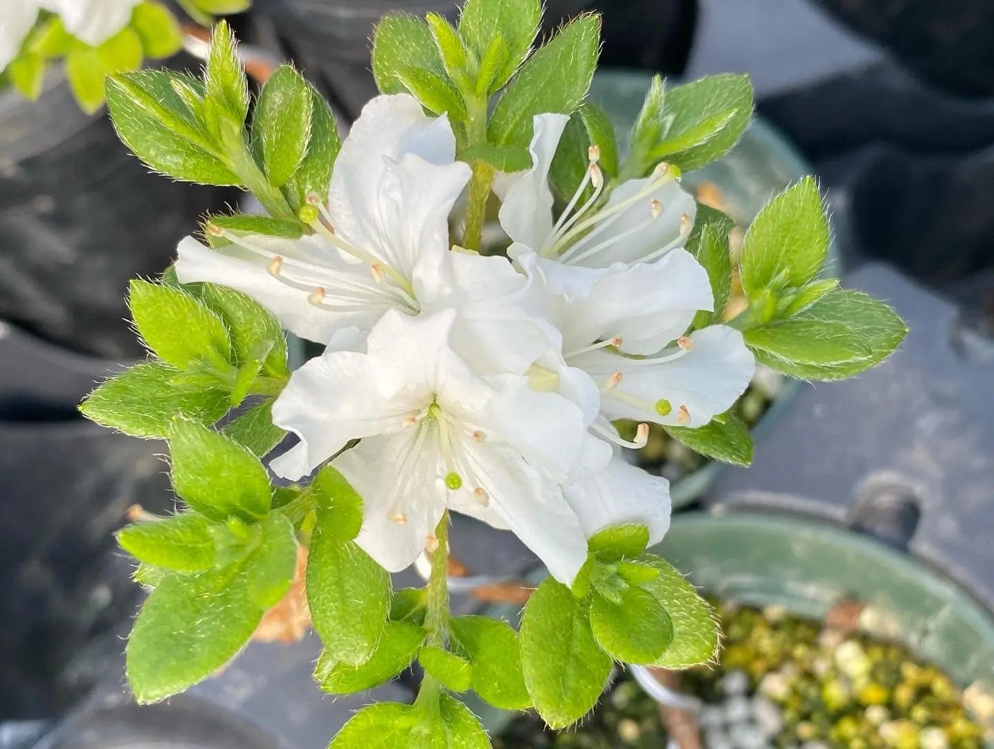 Satsuki Azalea Canada Bonsai