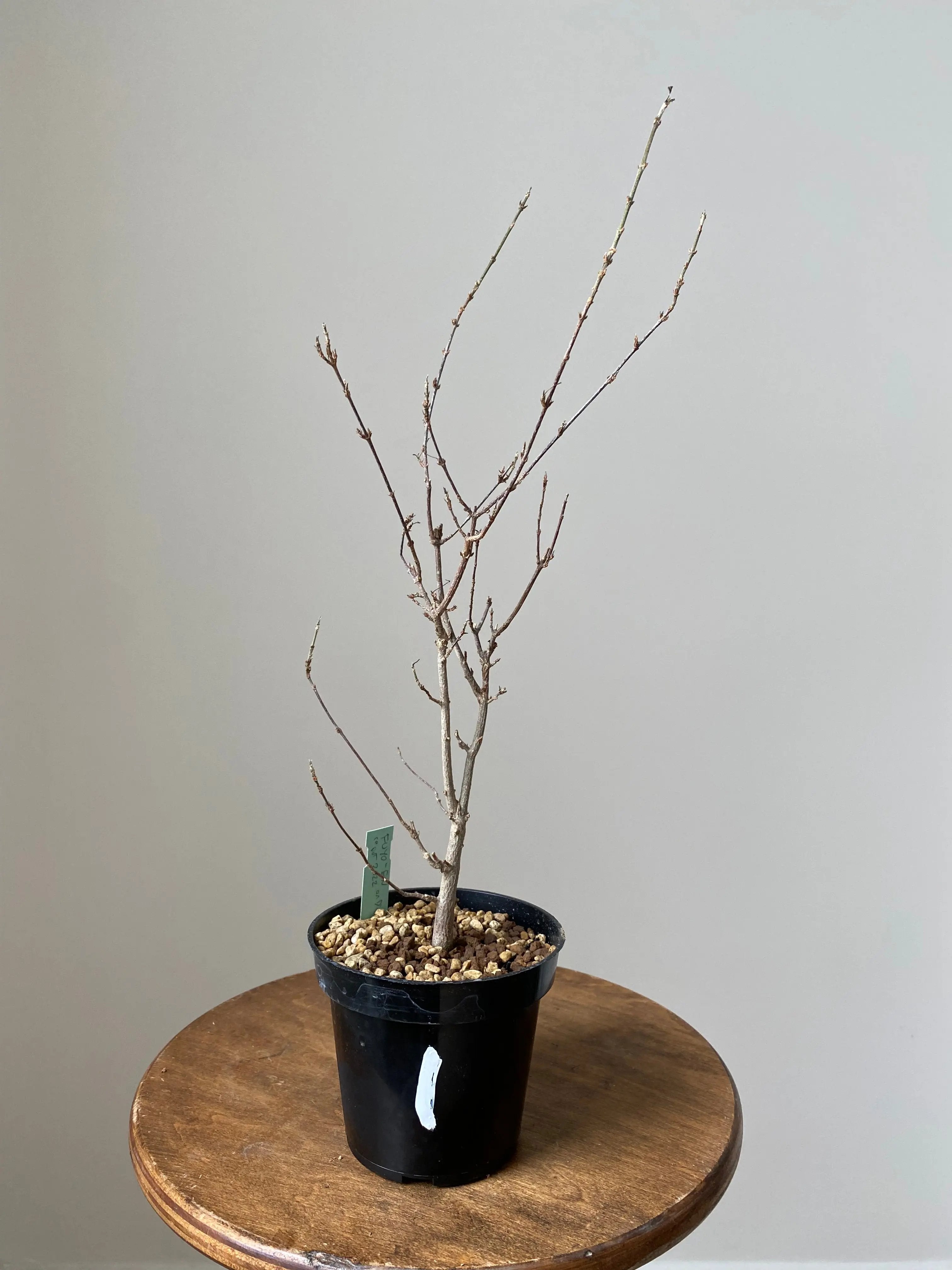 Trident Maple 'Fuyo-En' Canada Bonsai