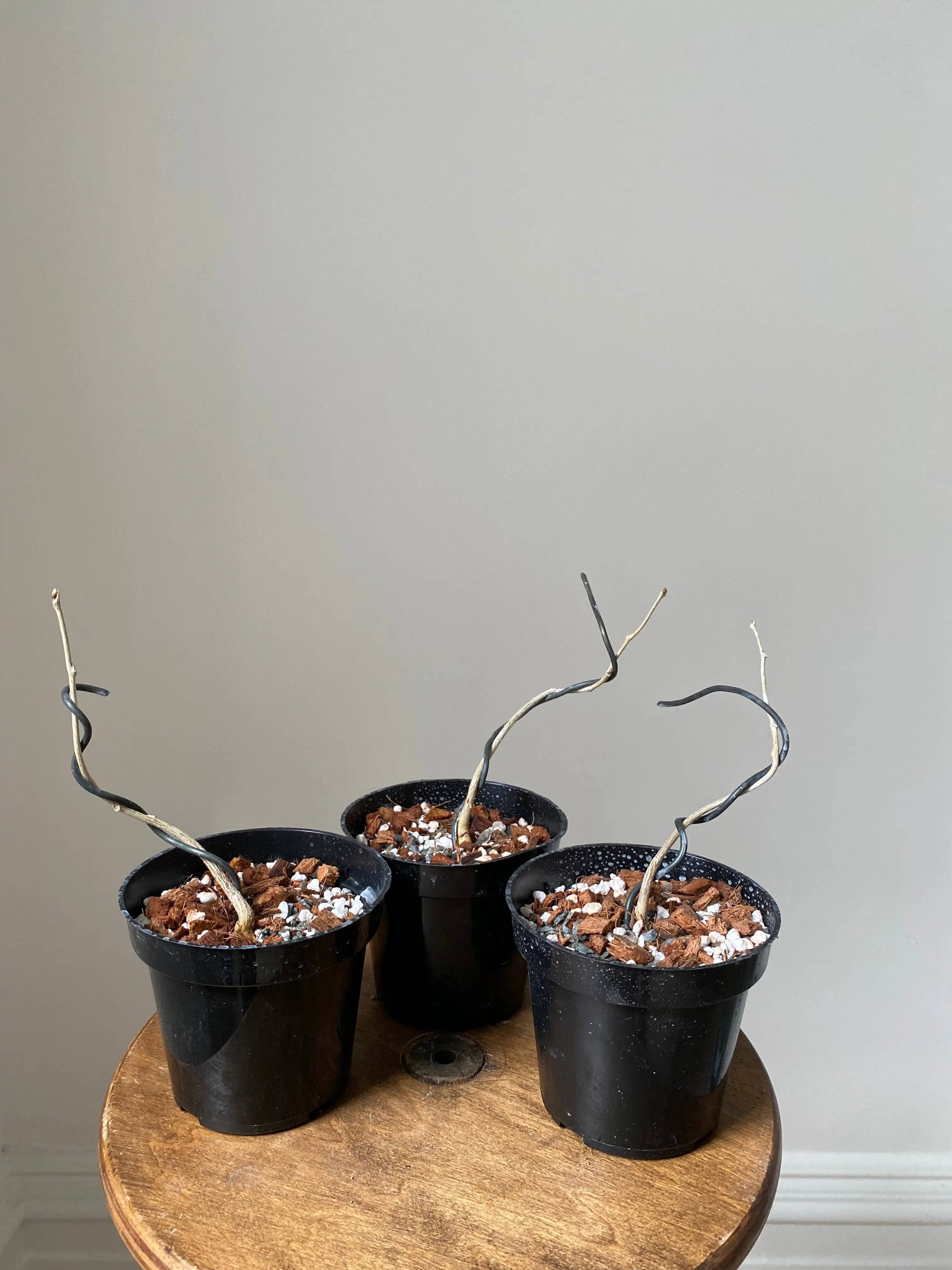Wisteria (Japanese) Canada Bonsai