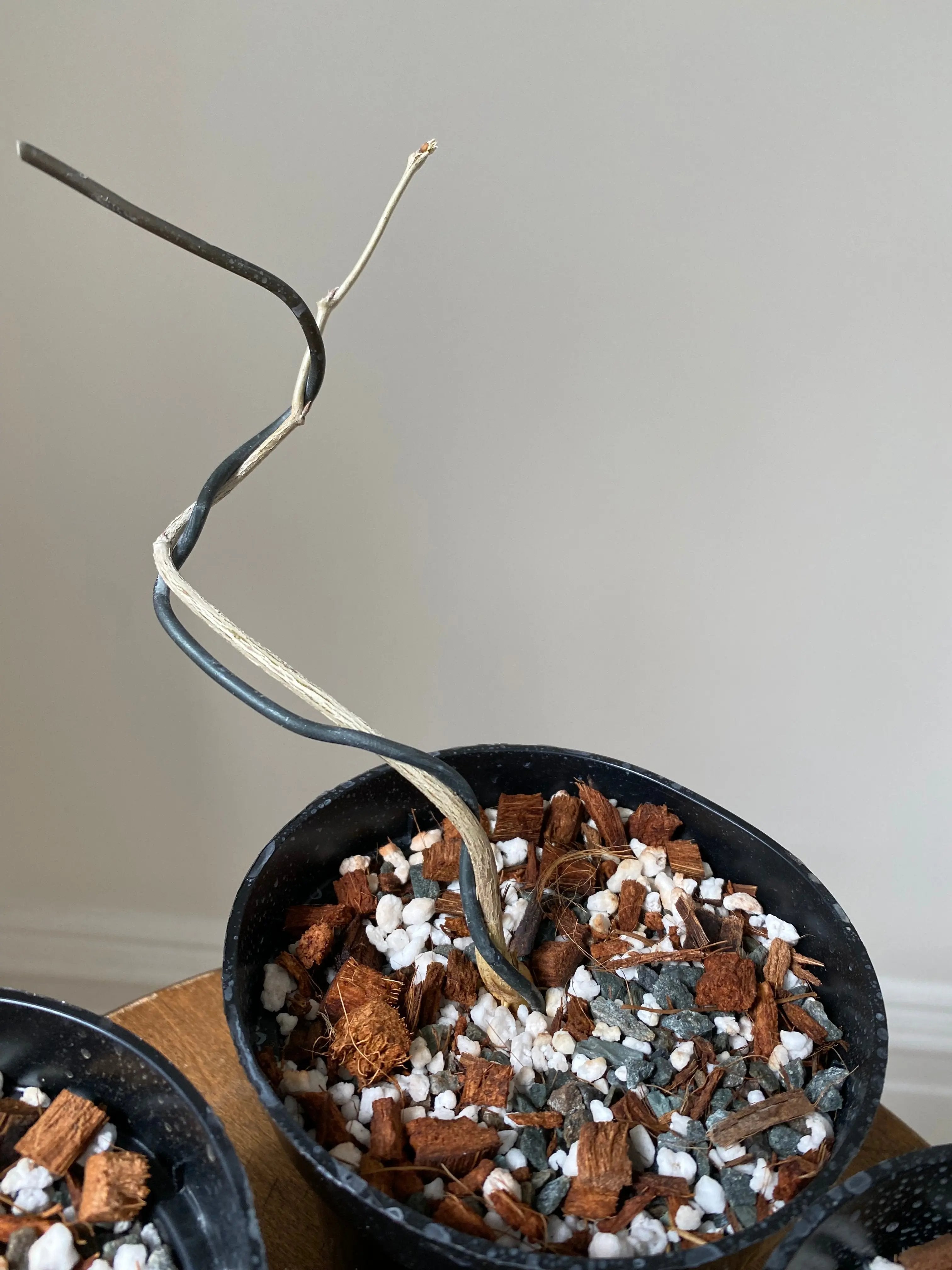 Wisteria (Japanese) Canada Bonsai