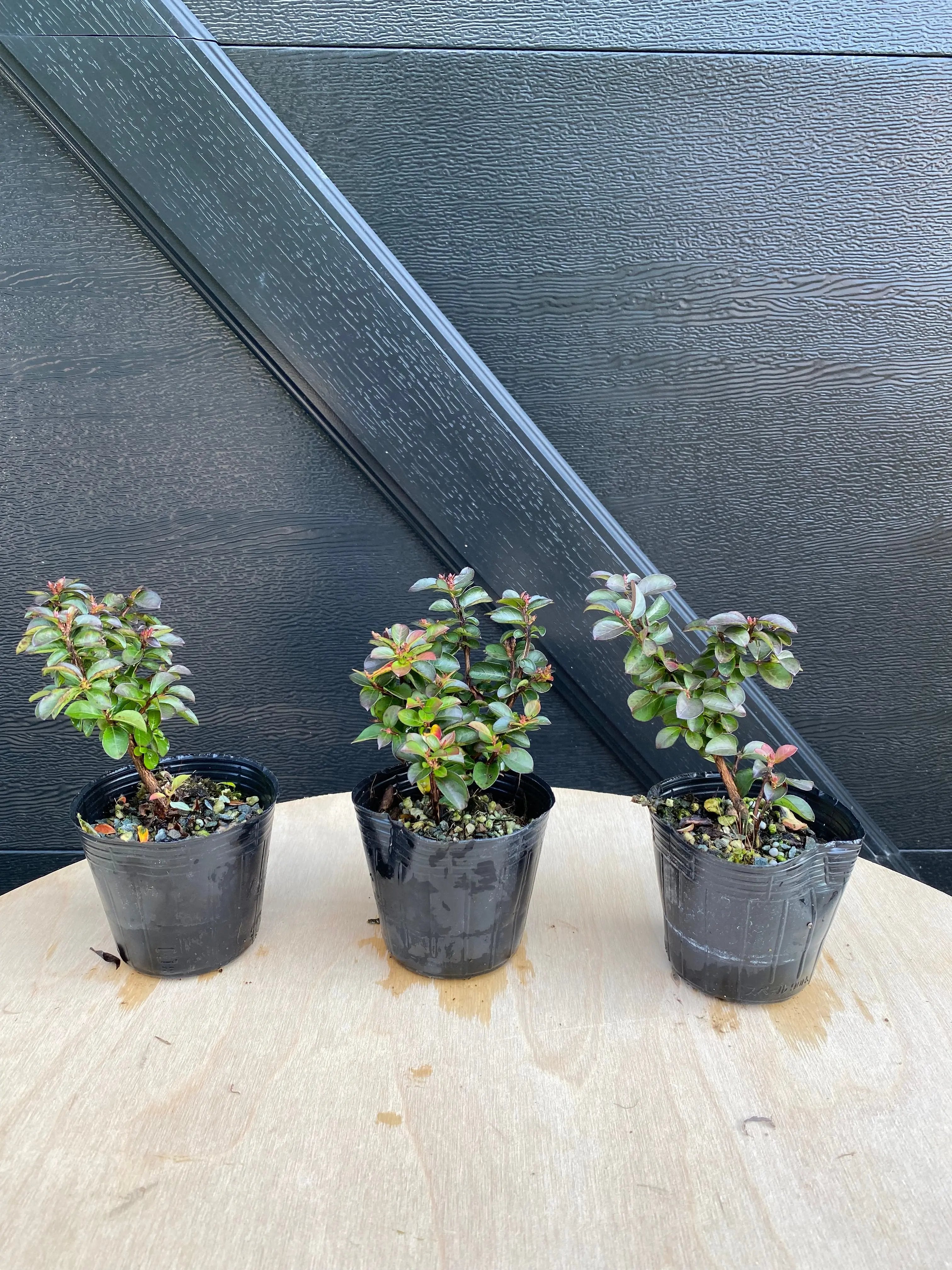 Crepe Myrtle (Dwarf) Canada Bonsai