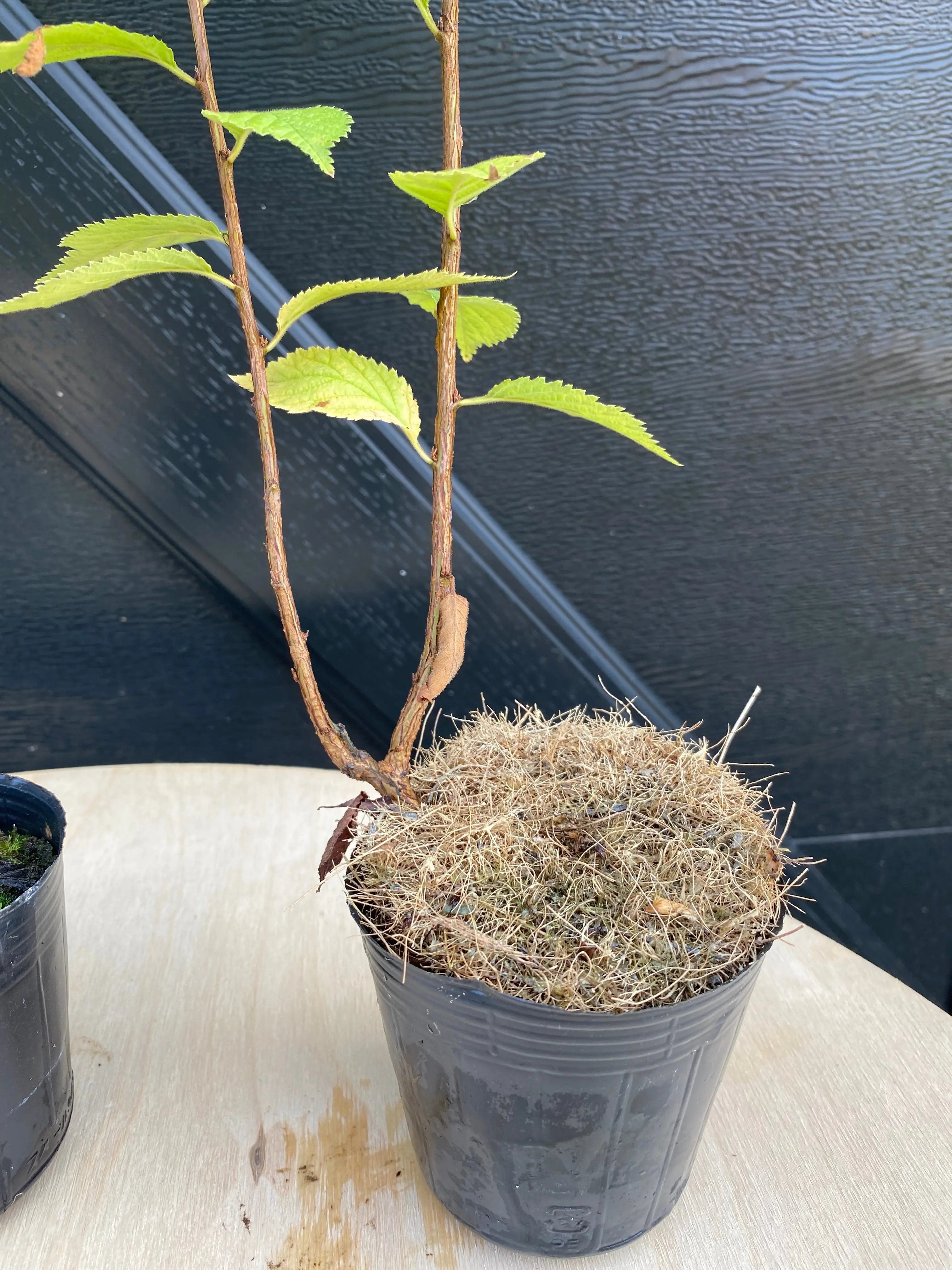 Cherry (P. tomentosa) Canada Bonsai