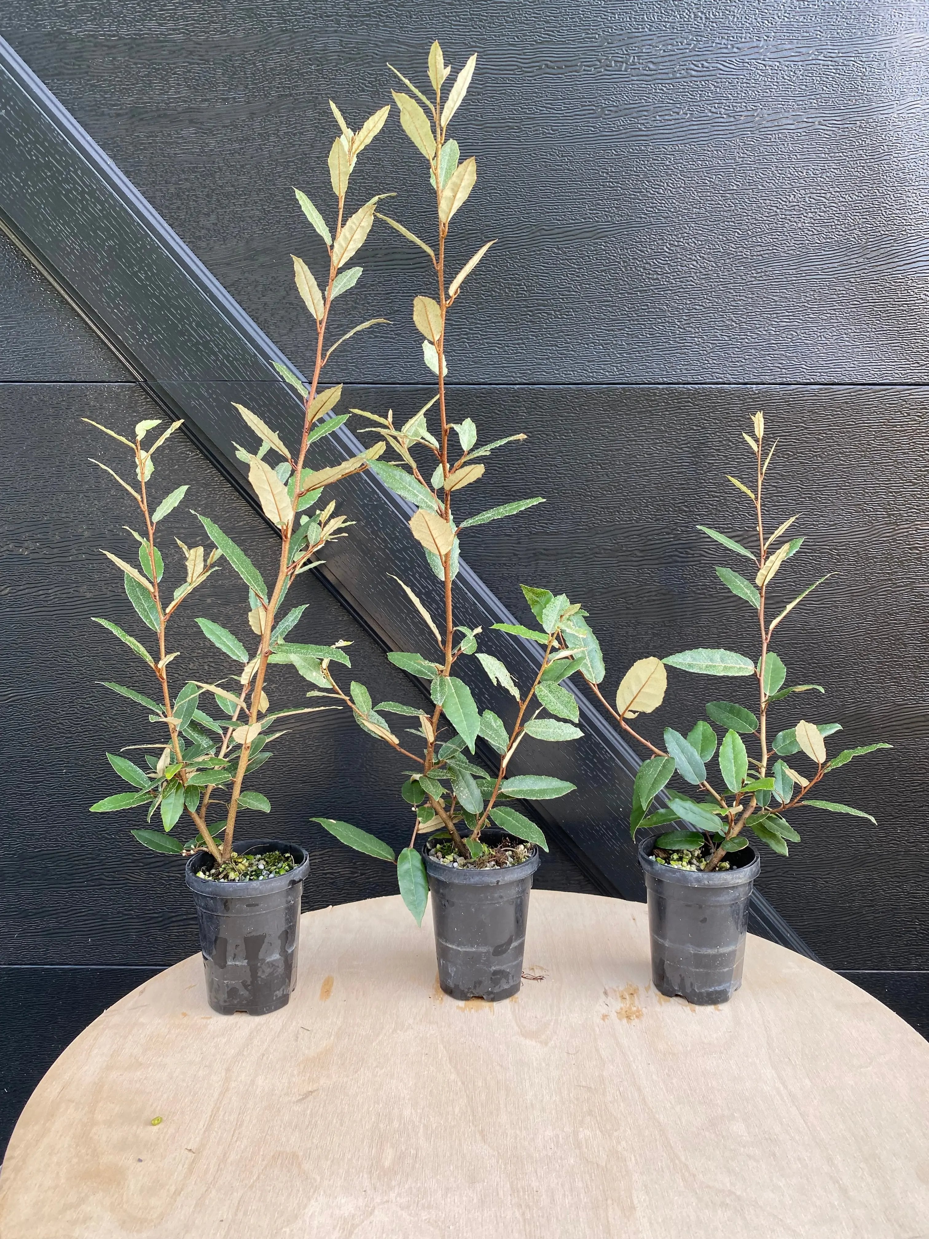 Elaeagnus Canada Bonsai