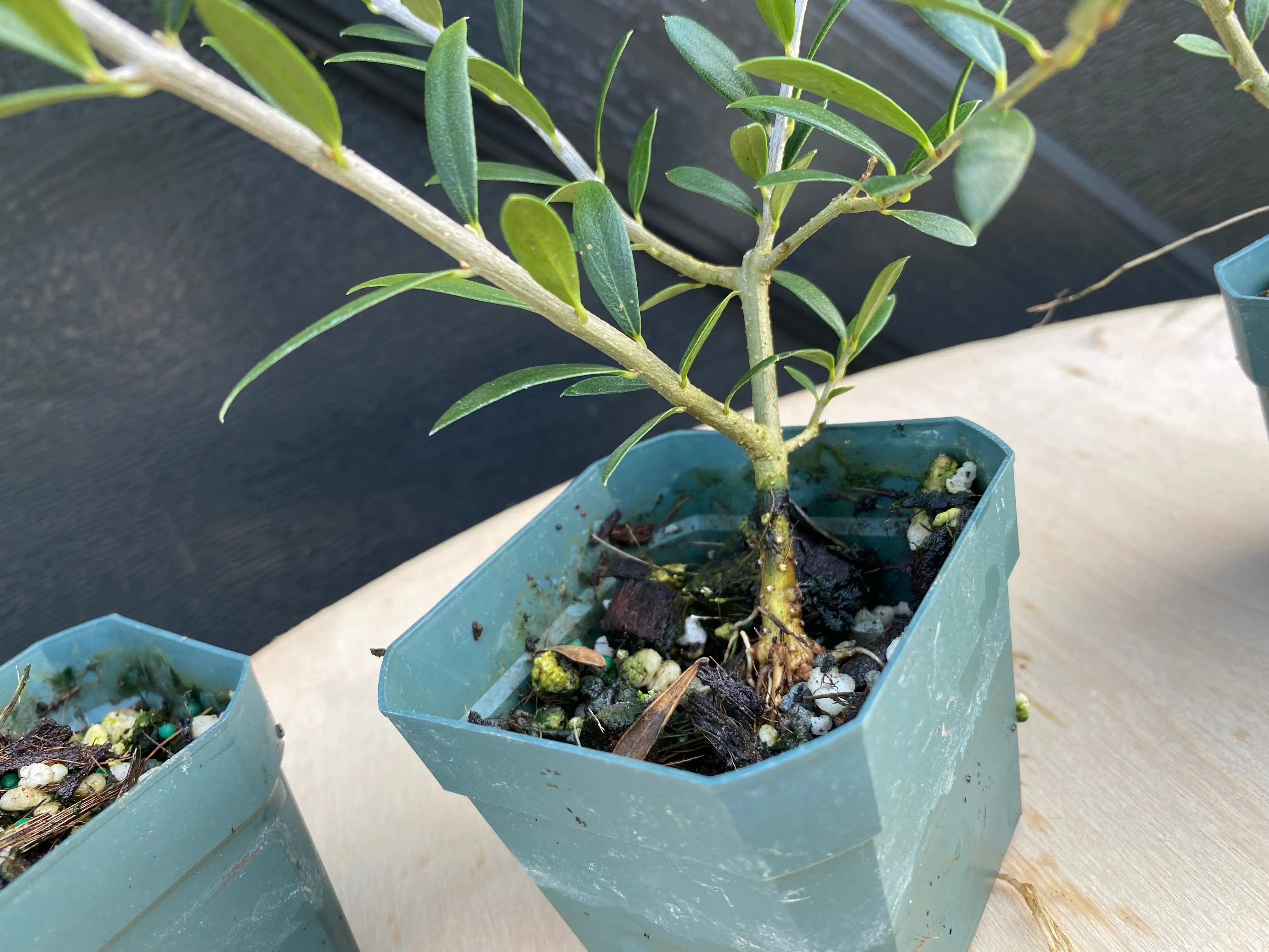 Olive Canada Bonsai