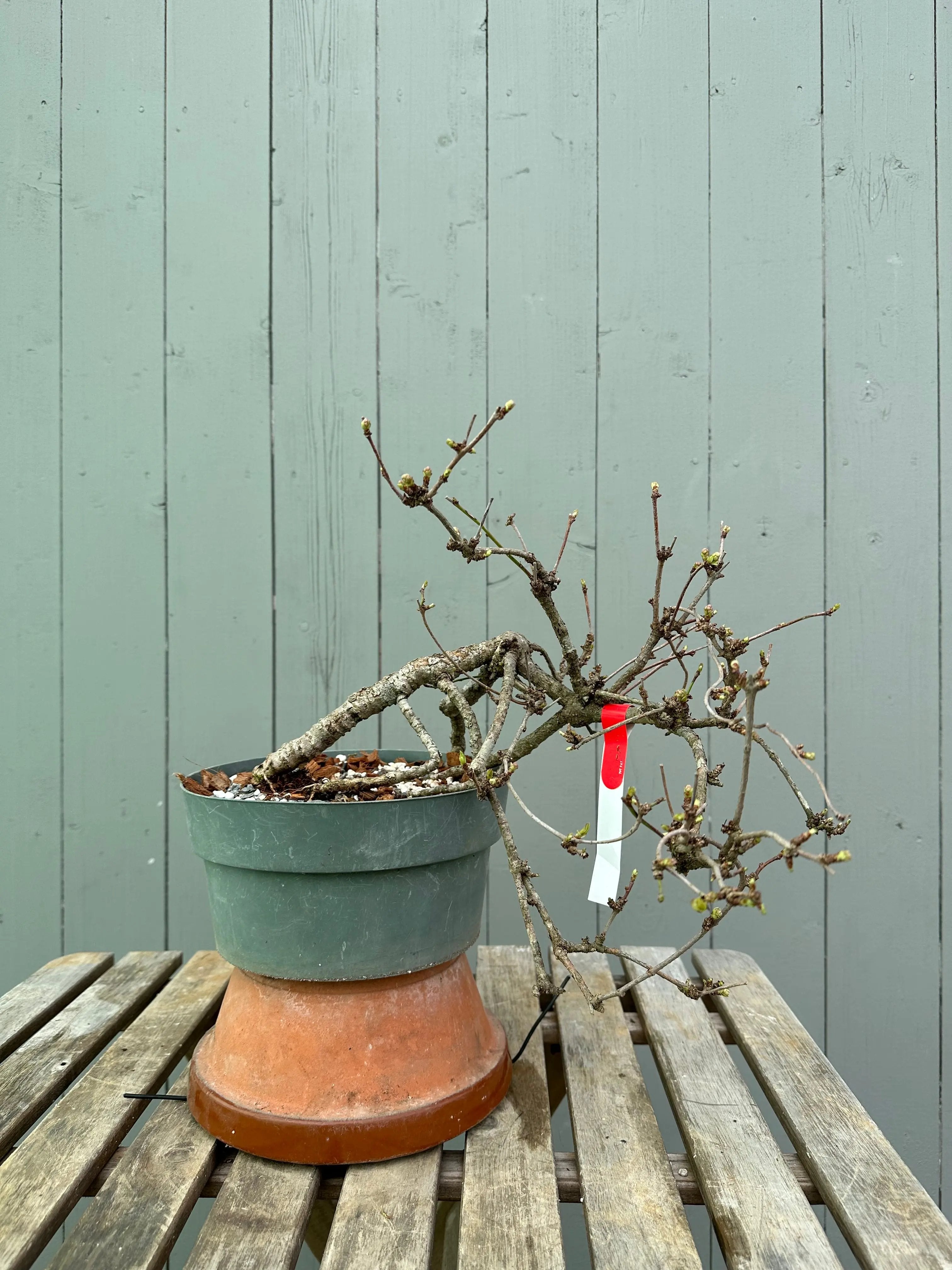 Akebia Canada Bonsai