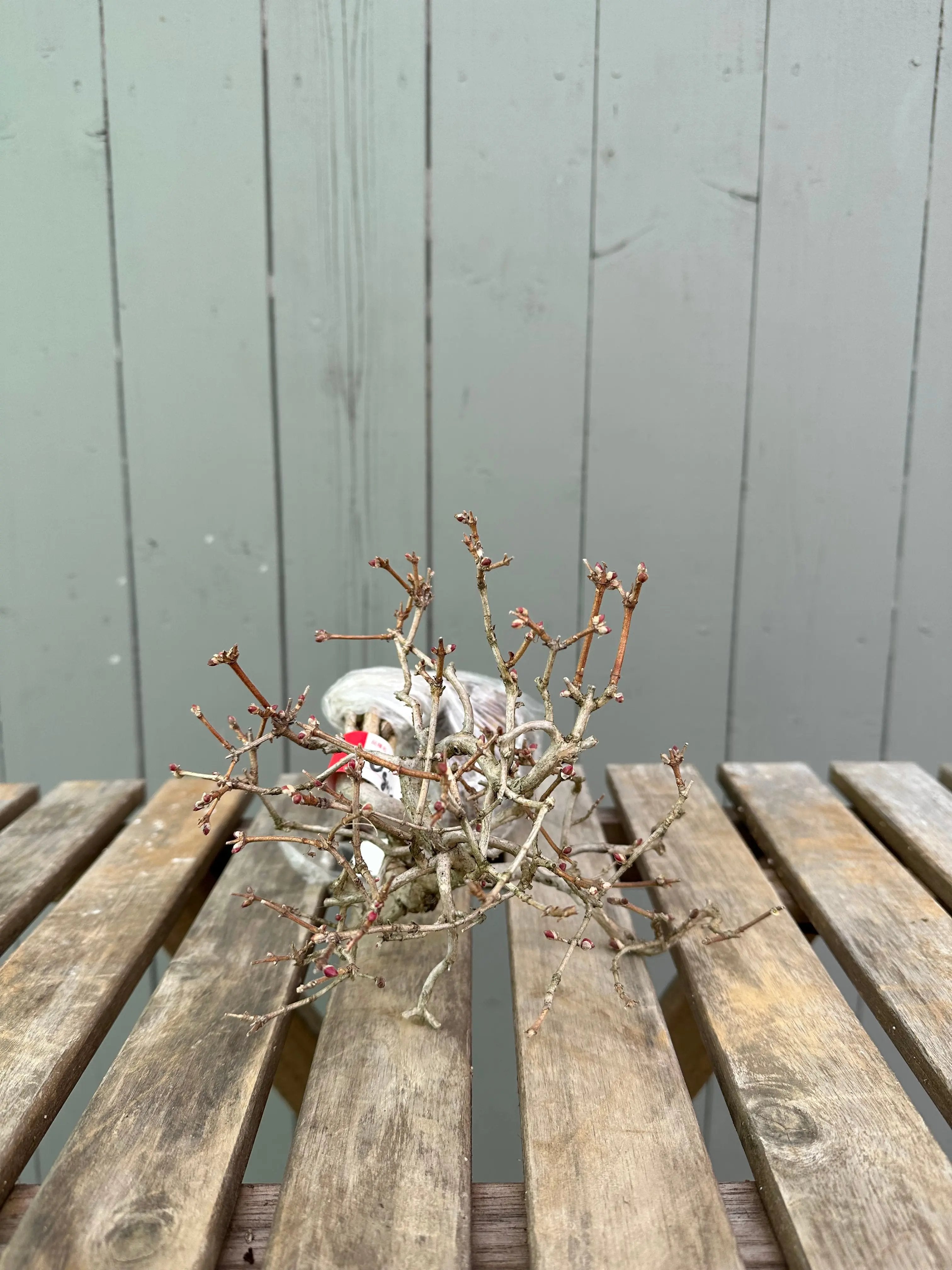 Uguisukagura Canada Bonsai