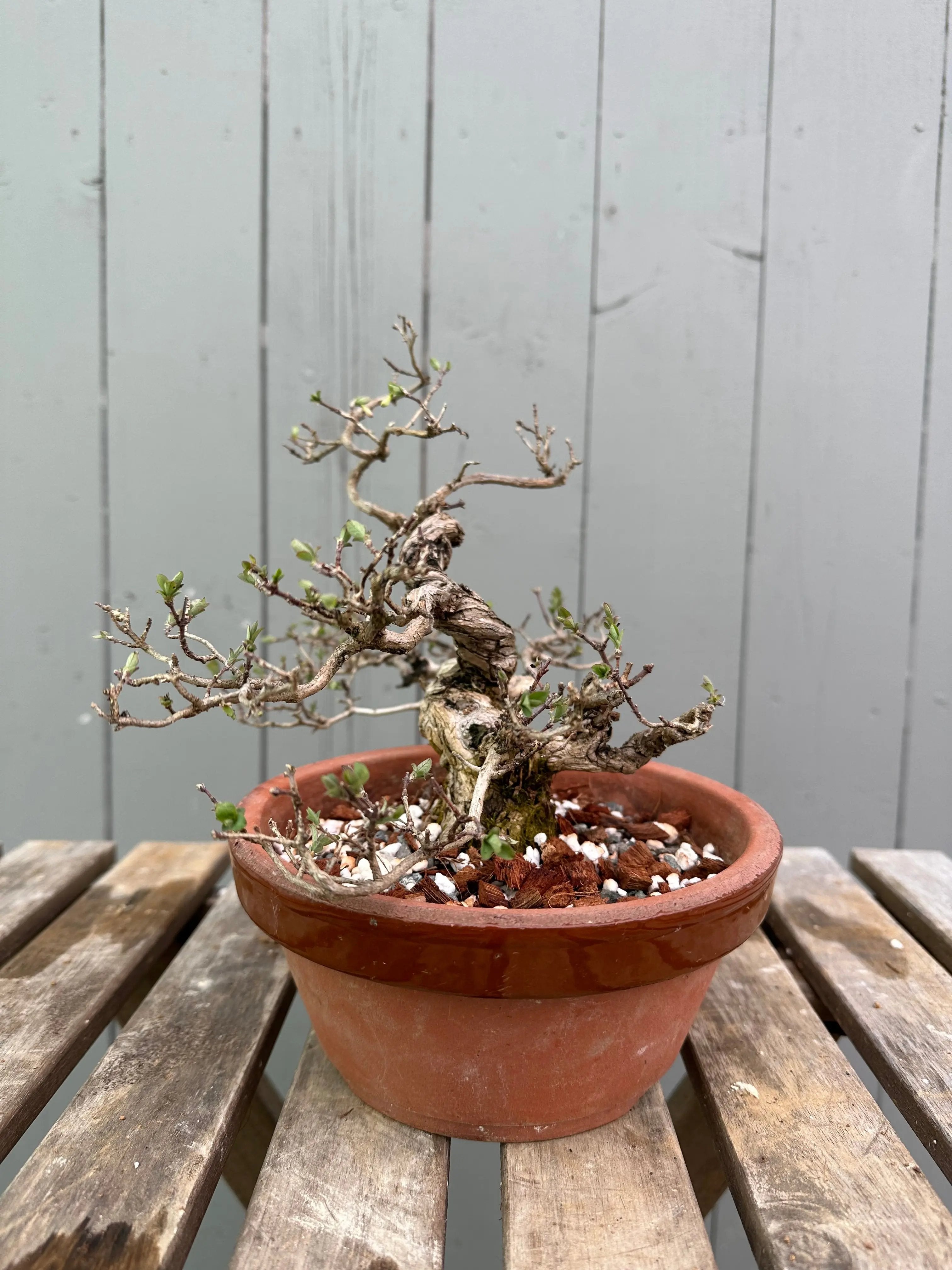 Uguisukagura Canada Bonsai