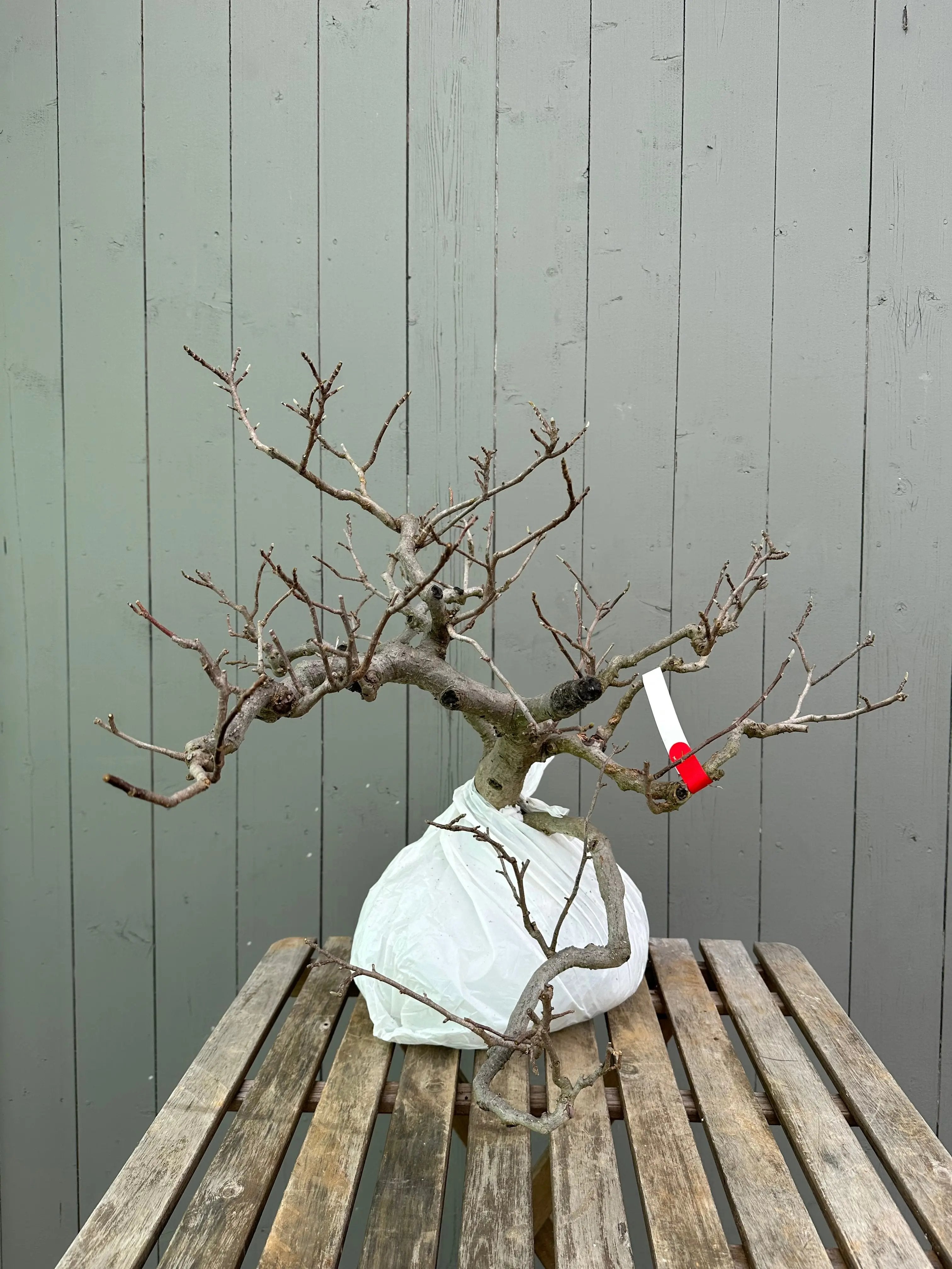 Magnolia Canada Bonsai