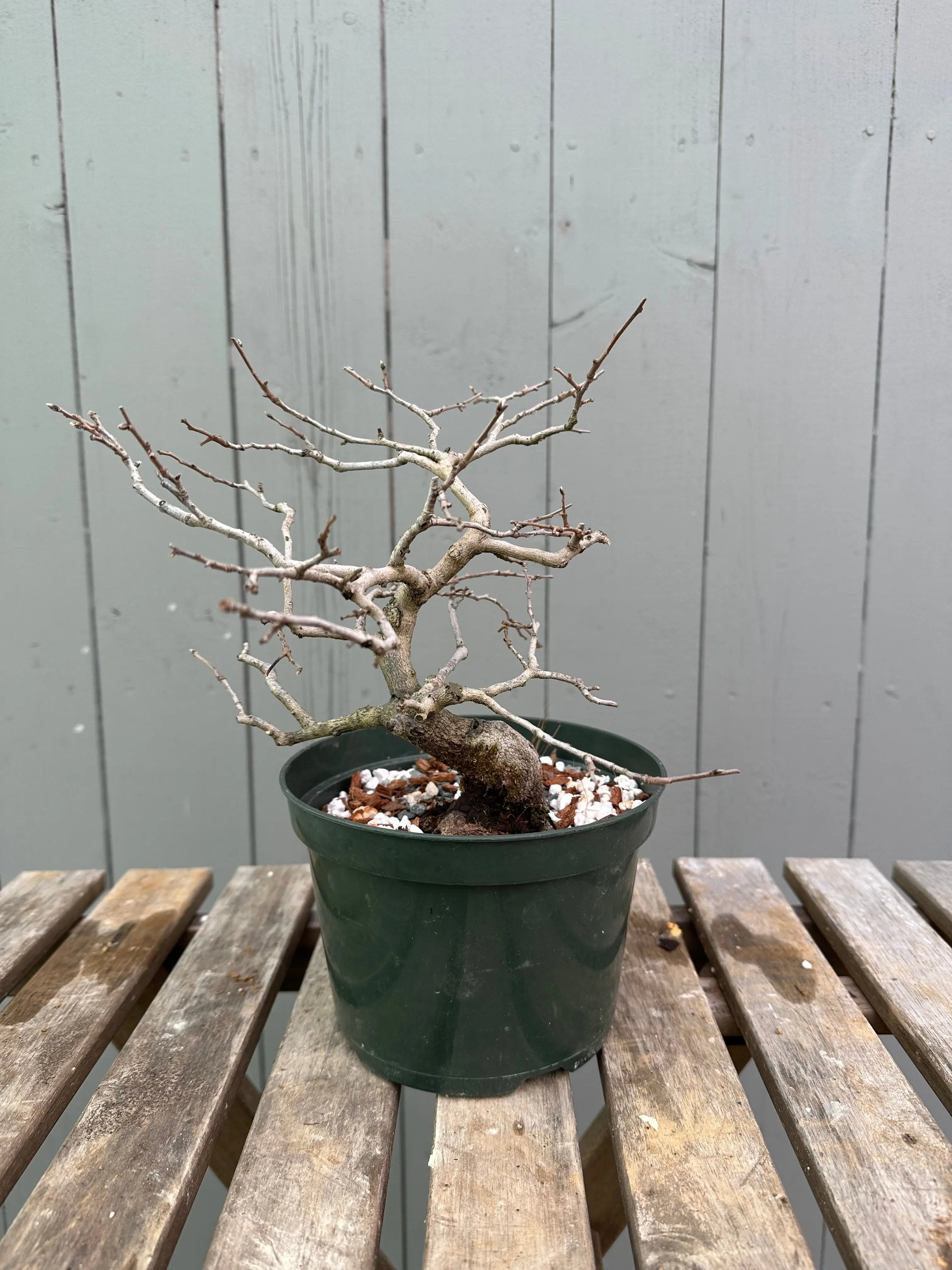 Princess Persimmon Canada Bonsai